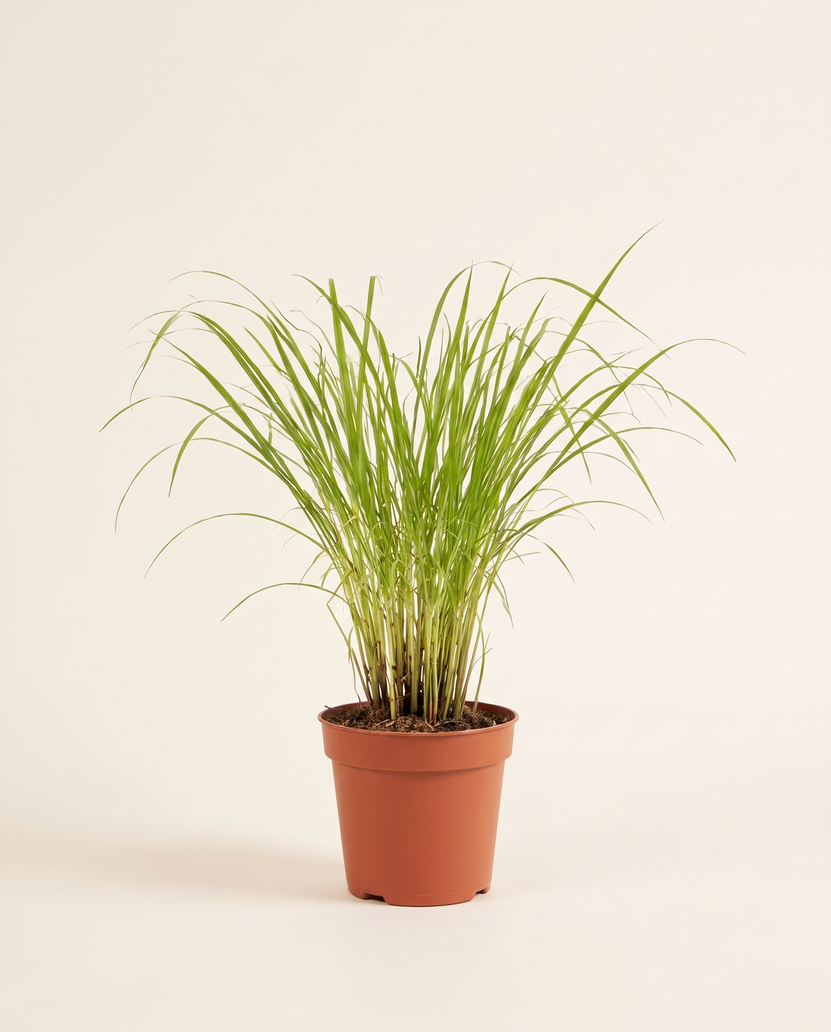 Lemon Grass Plant عشب الليمون