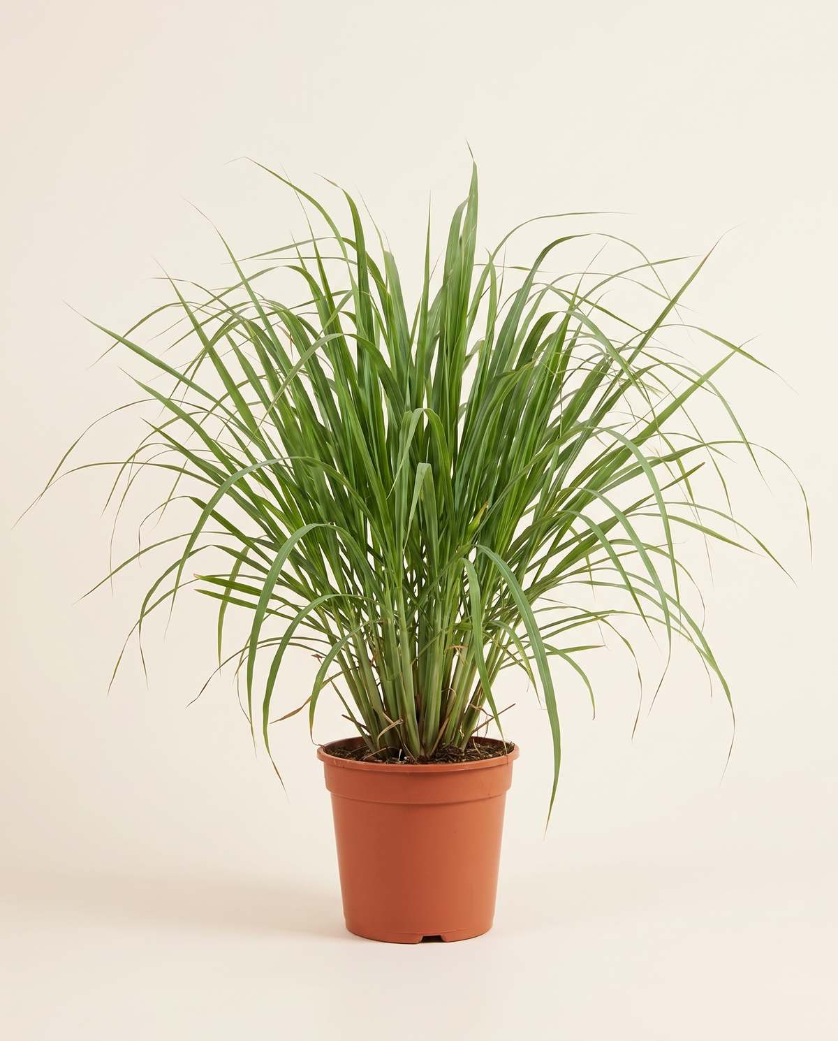 Lemongrass عشبة الليمون