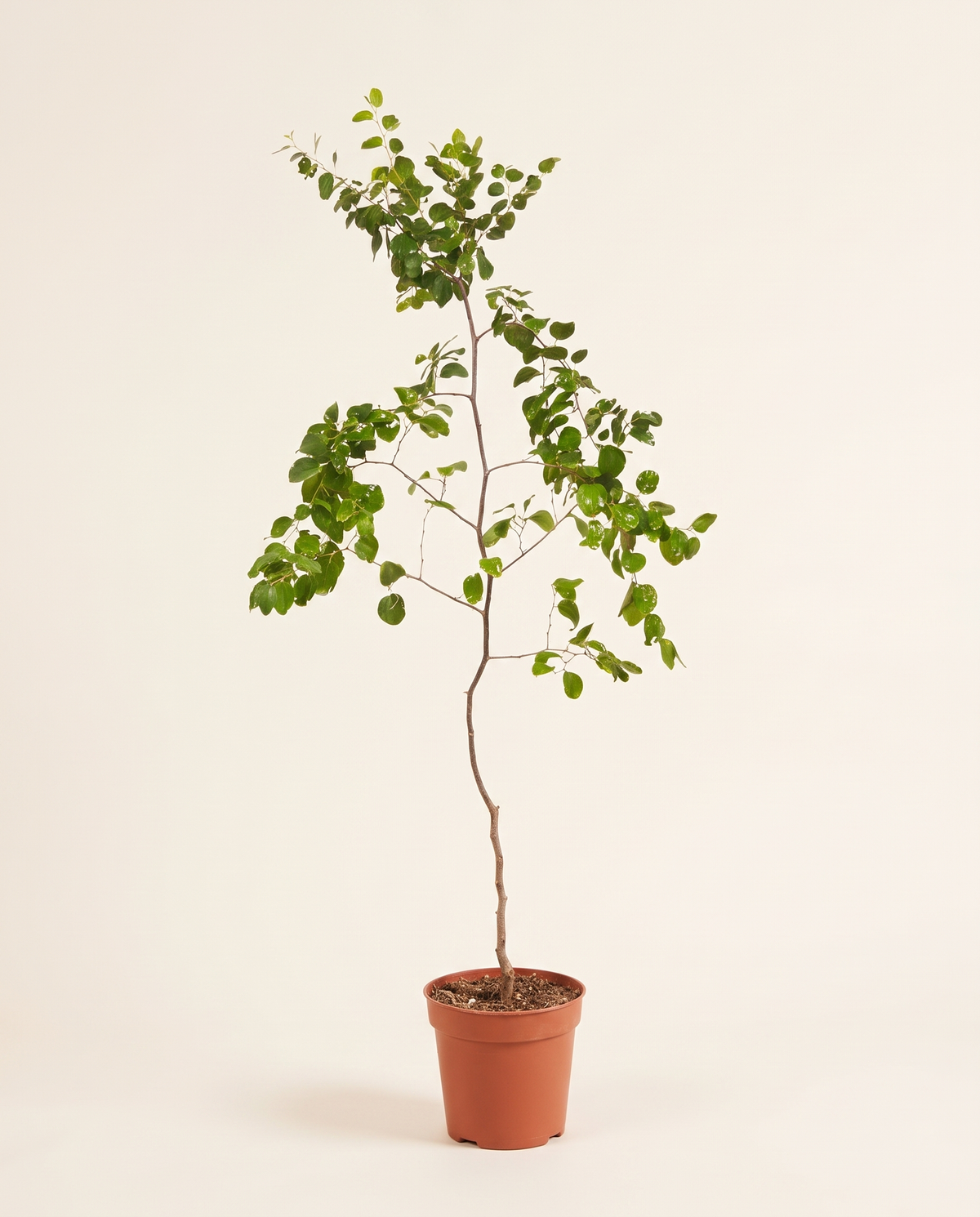 Sidr 'Muski' (Jujube) Tree سدر مسكي