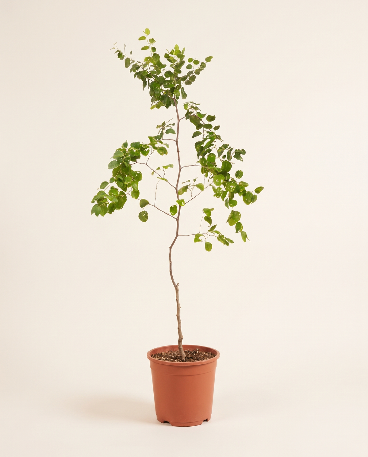 Sidr 'Apple Jumbo' (Jujube) Tree سدر تفاحي جامبو