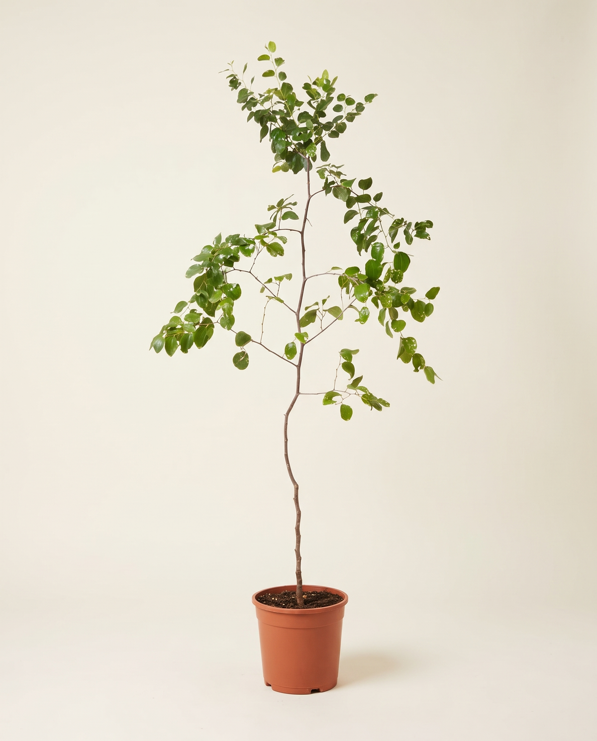 Sidr 'Jawzi' (Jujube) Tree سدر جوزي