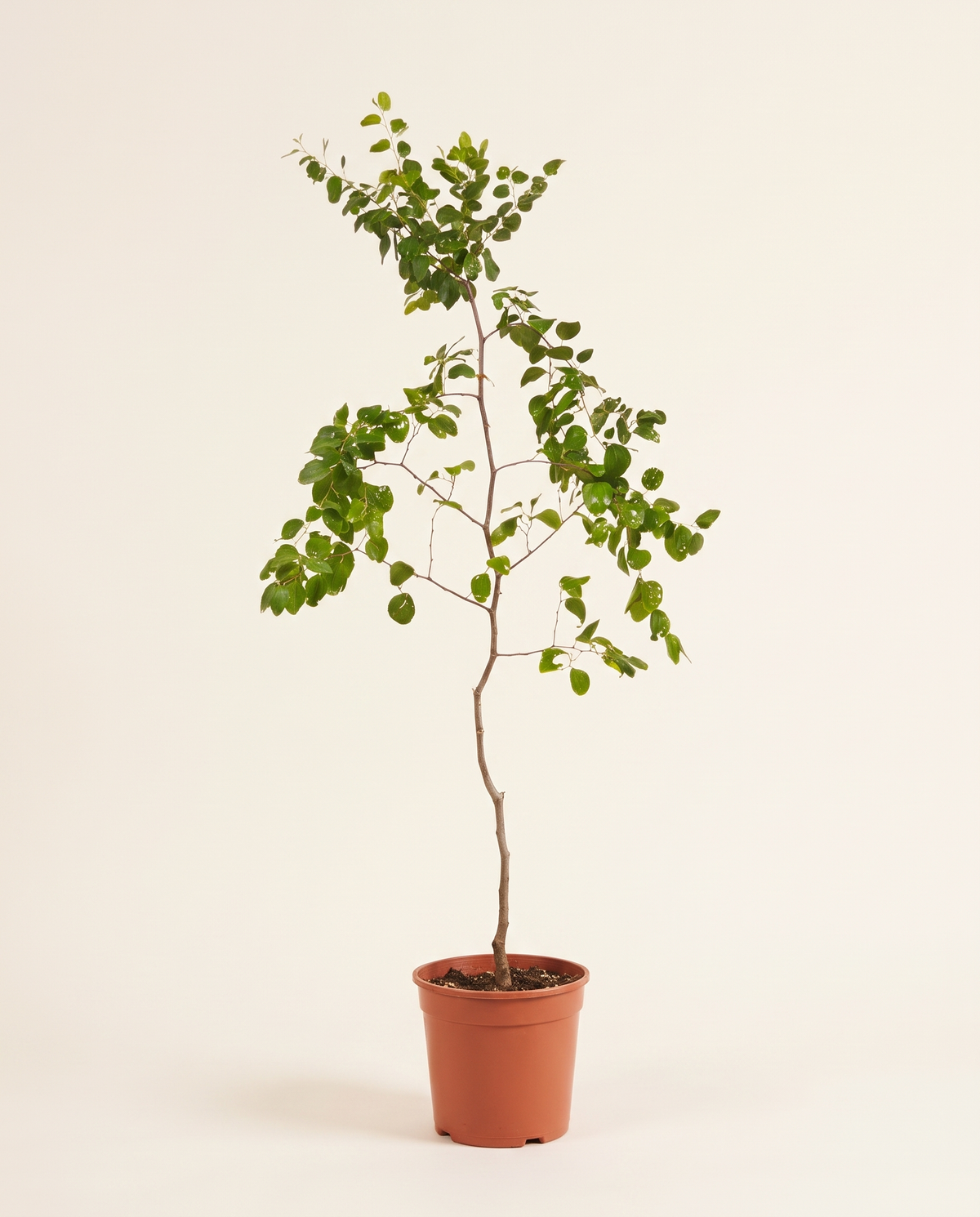 Sidr 'Kuwaiti Banati' (Jujube) Tree سدر كويتي بناتي