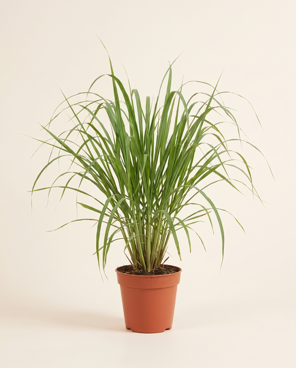 Lemongrass medium عشبة الليمون