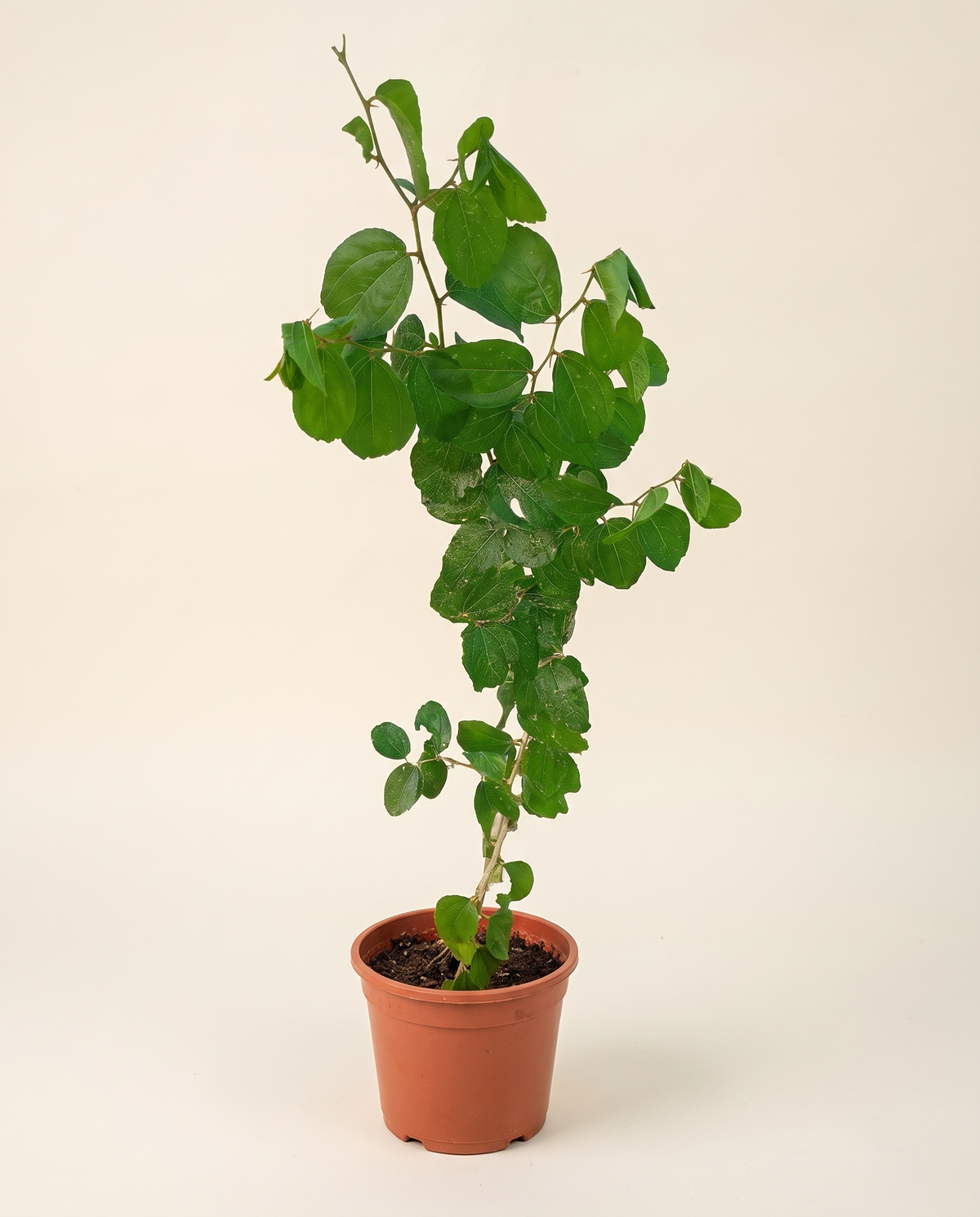 Jujube العناب (سدر)