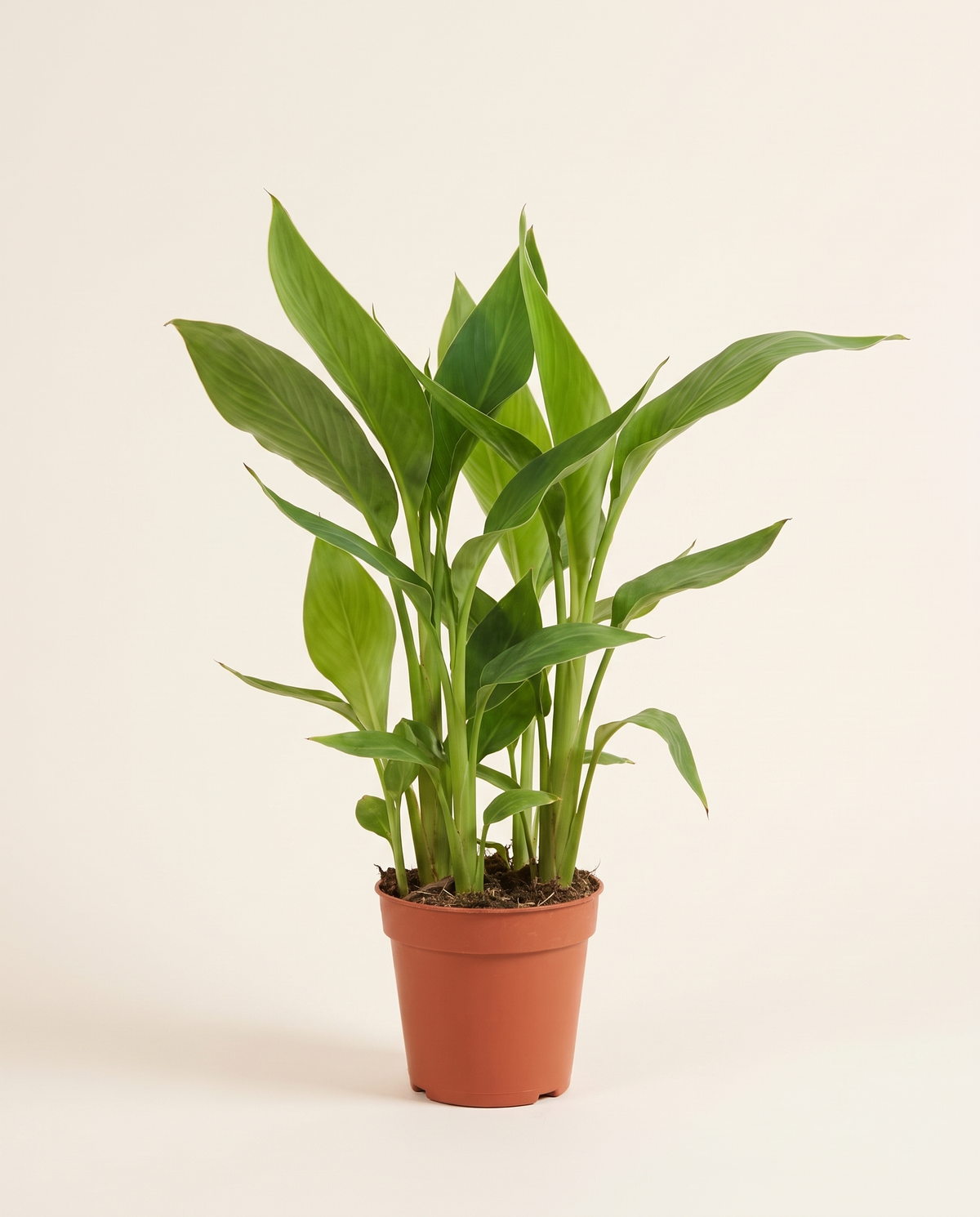 Canna Indica كنا