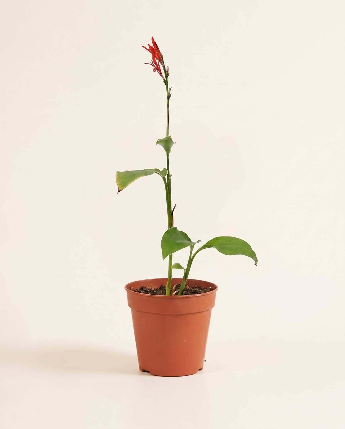Canna 14cm نبات الكنّا