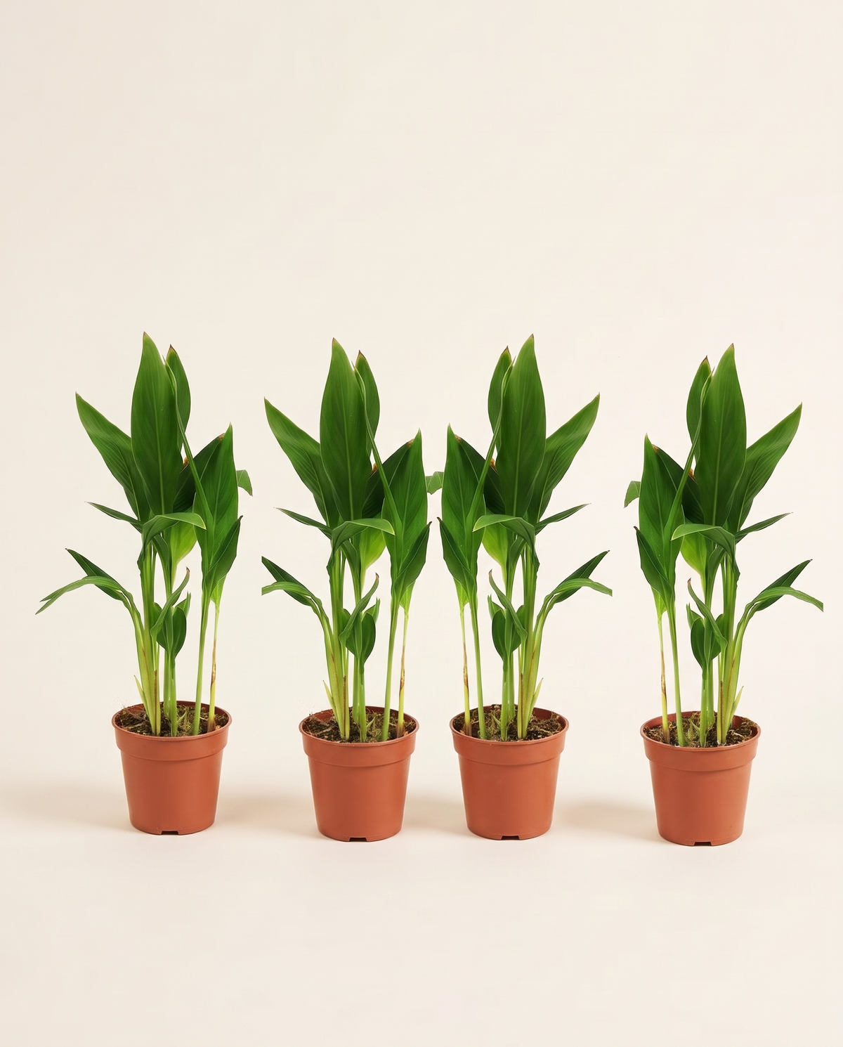 Canna - 4 Pcs نبات الكنّا