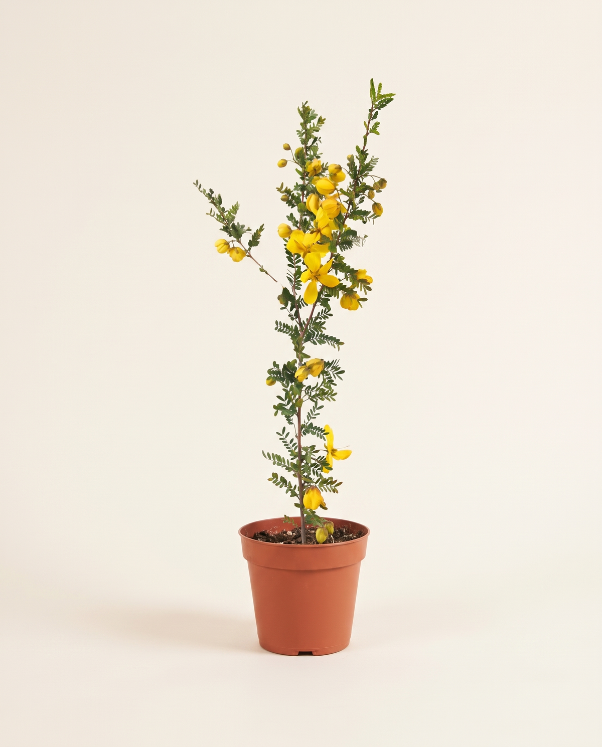 Acacia senna أكاسيا