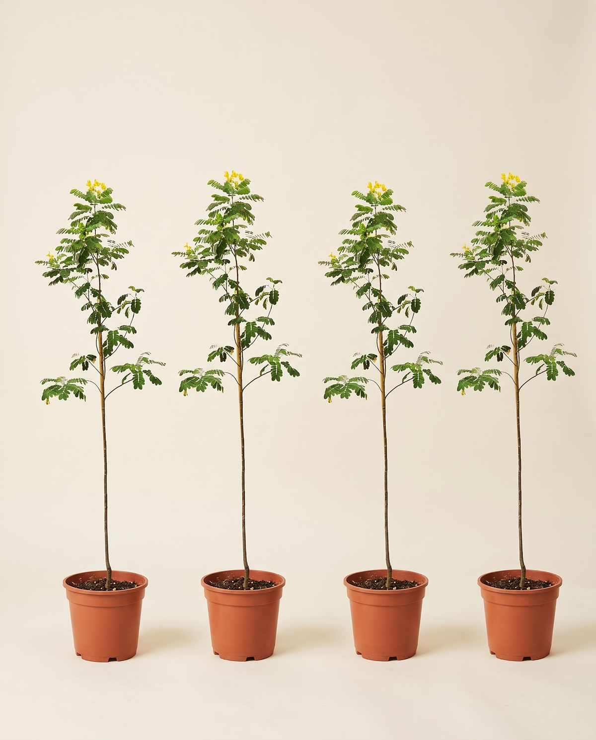 Cassia Glauca 4 Pcs كاسيا