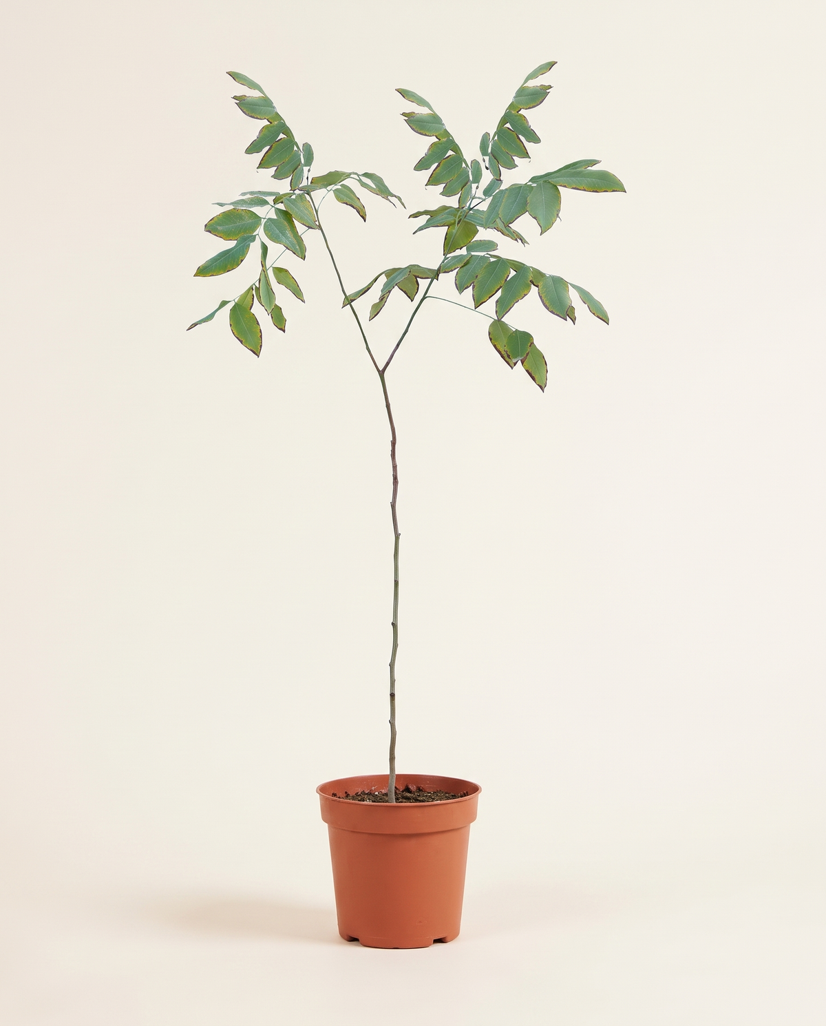 Cassia Fistula 25cm خيار شمبر
