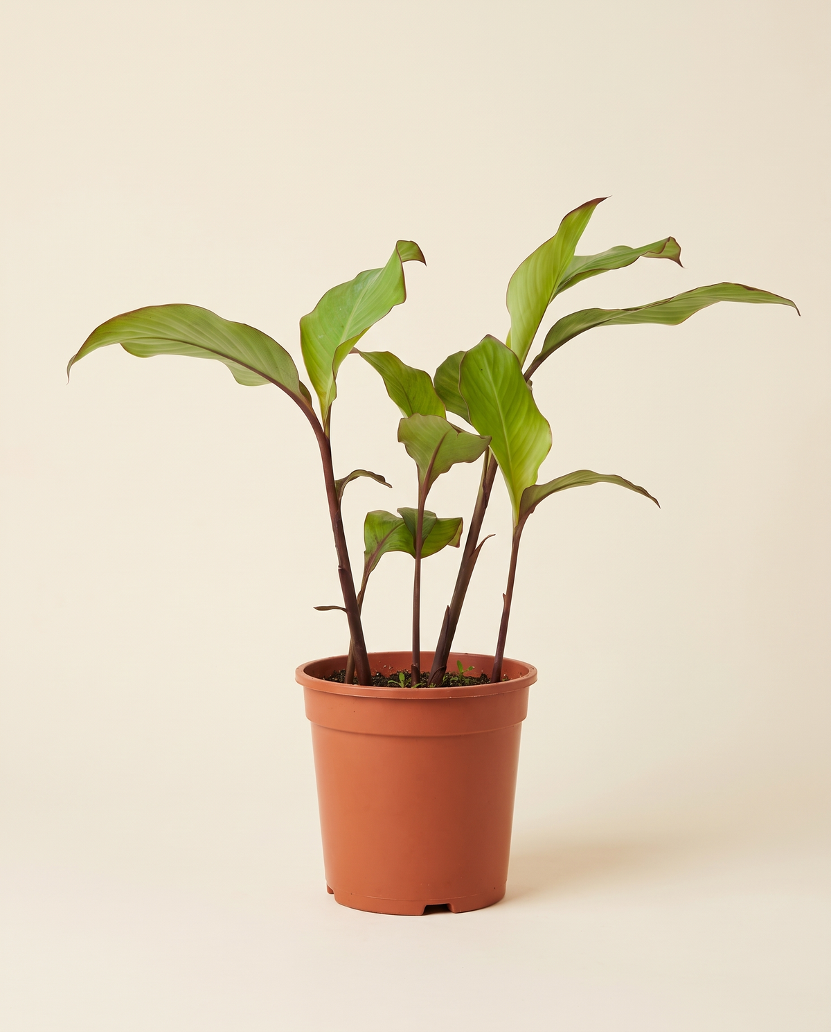 Canna Lily زنبق الكنّا
