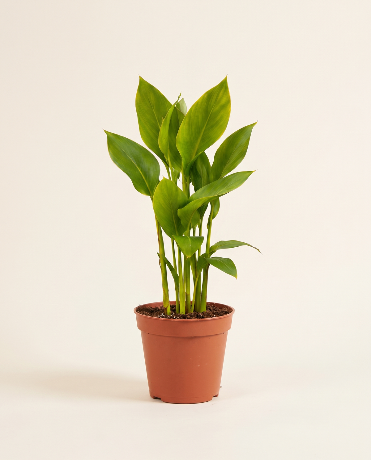 Canna Plant نبات كنّا