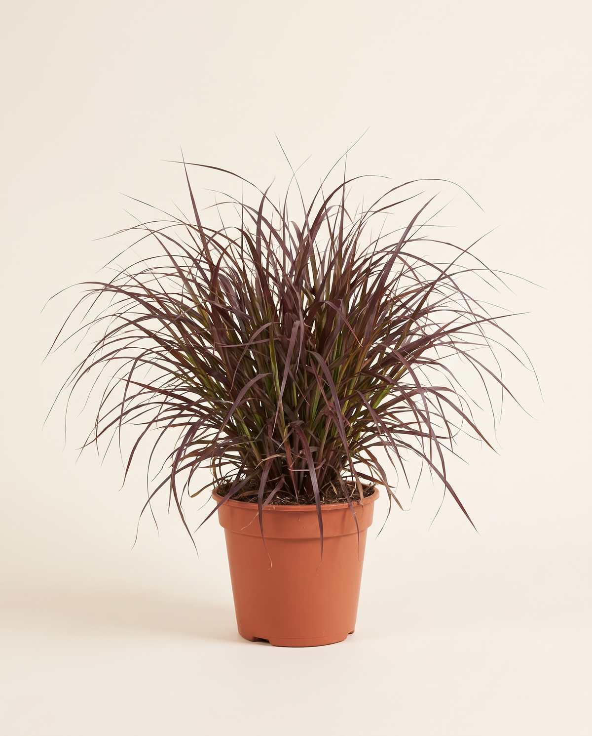 Pennisetum Red 25cm حشيشة النافورة