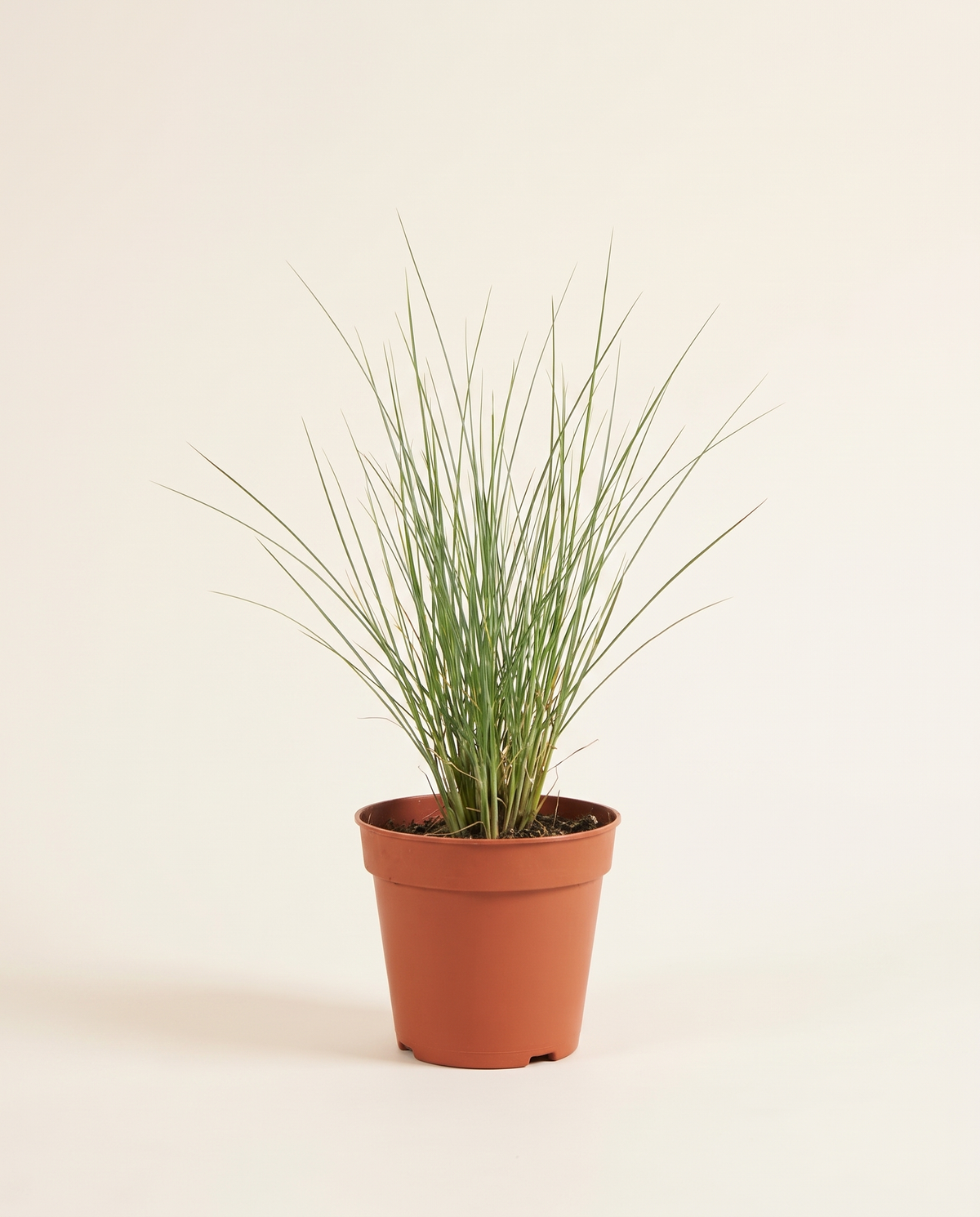 Pennisetum 14cm حشيشة النافورة