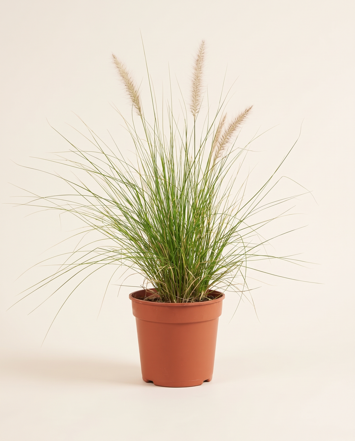 Pennisetum 25cm حشيشة النافورة