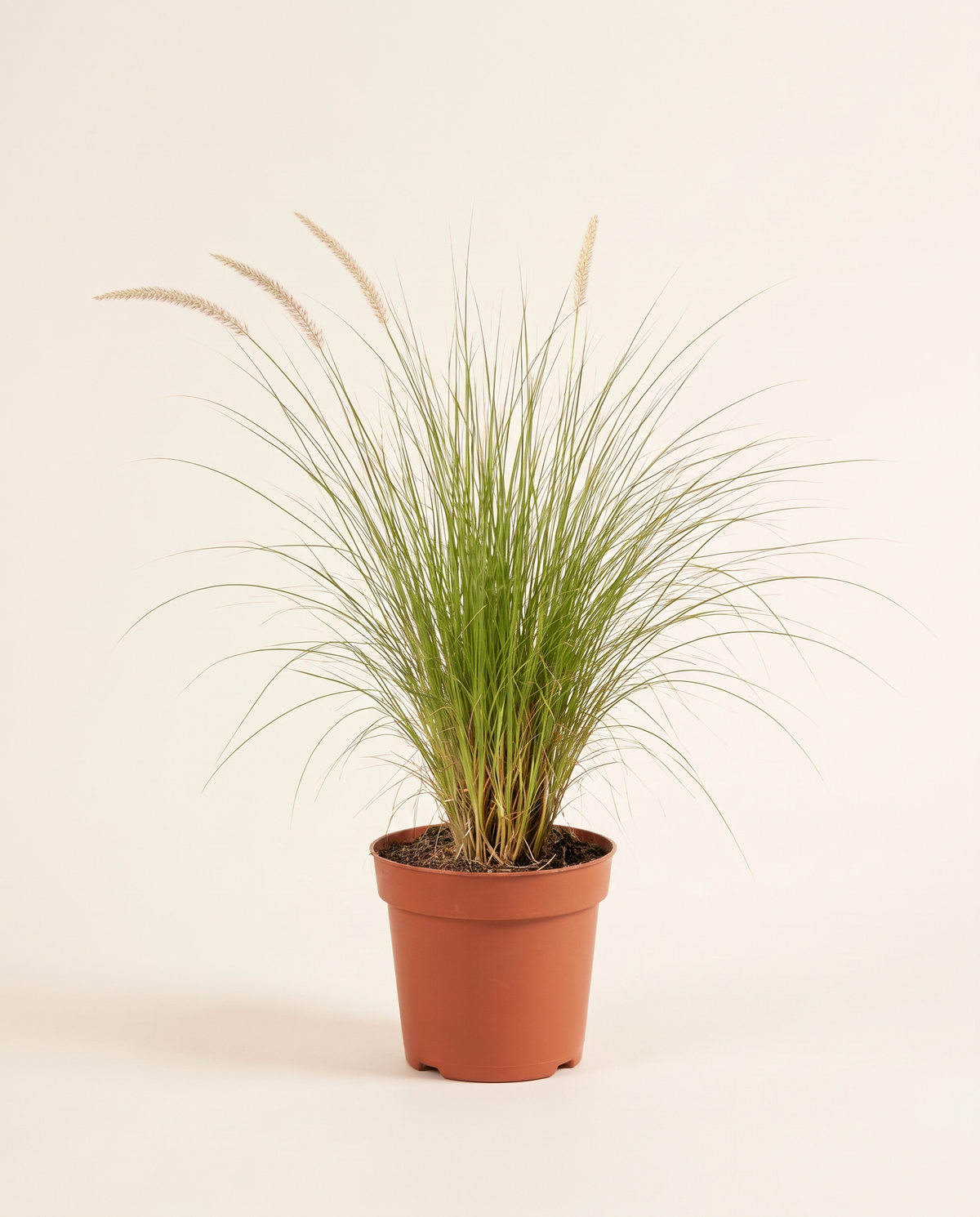 Pennisetum Grass حلفا عشب