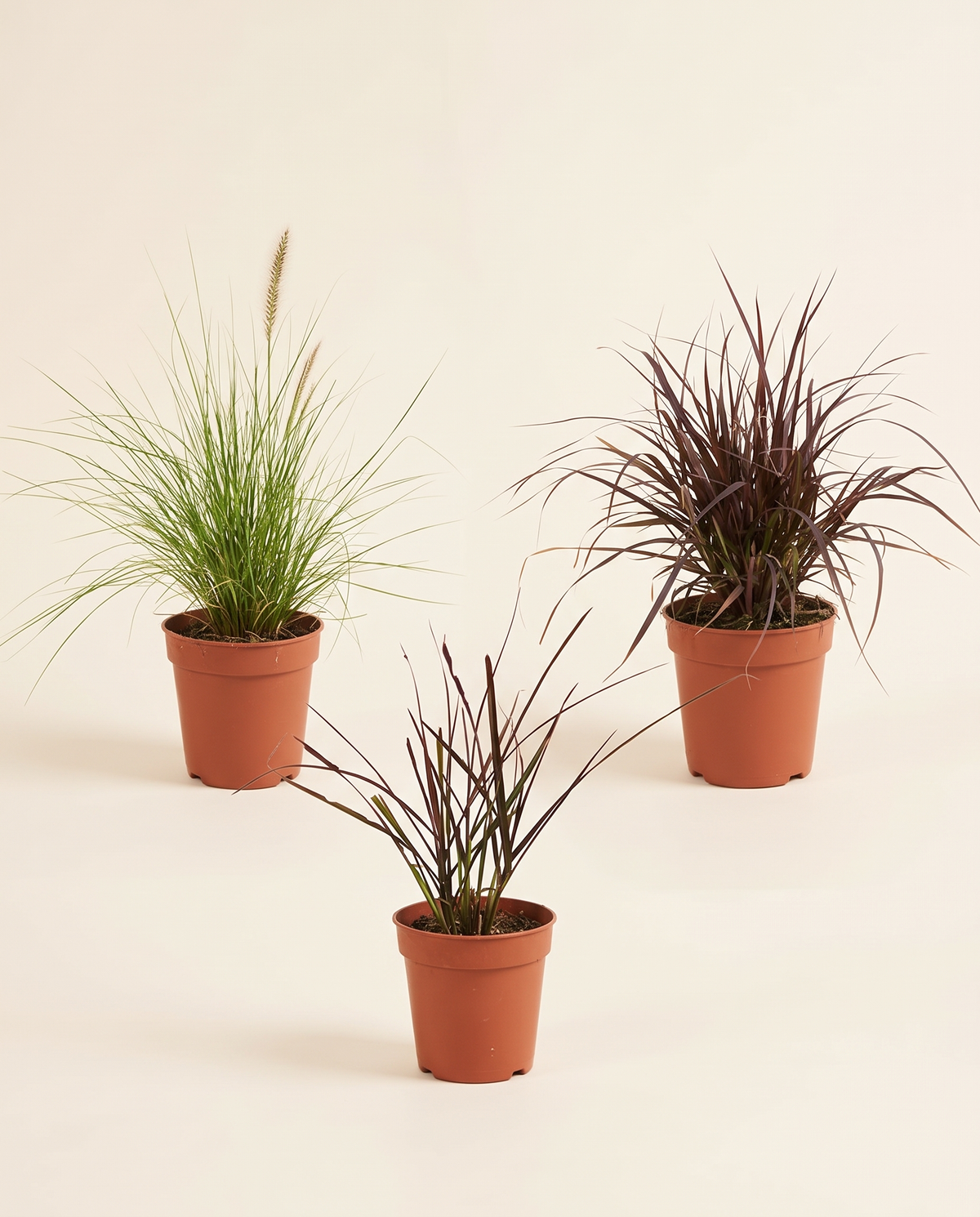 Pennisetum حشيشة النافورة