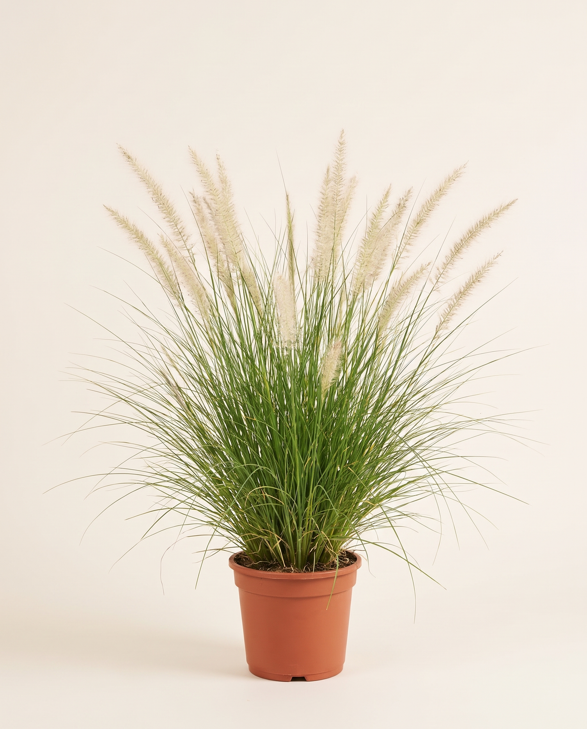 Pennisetum Setaceum عشب النافورة