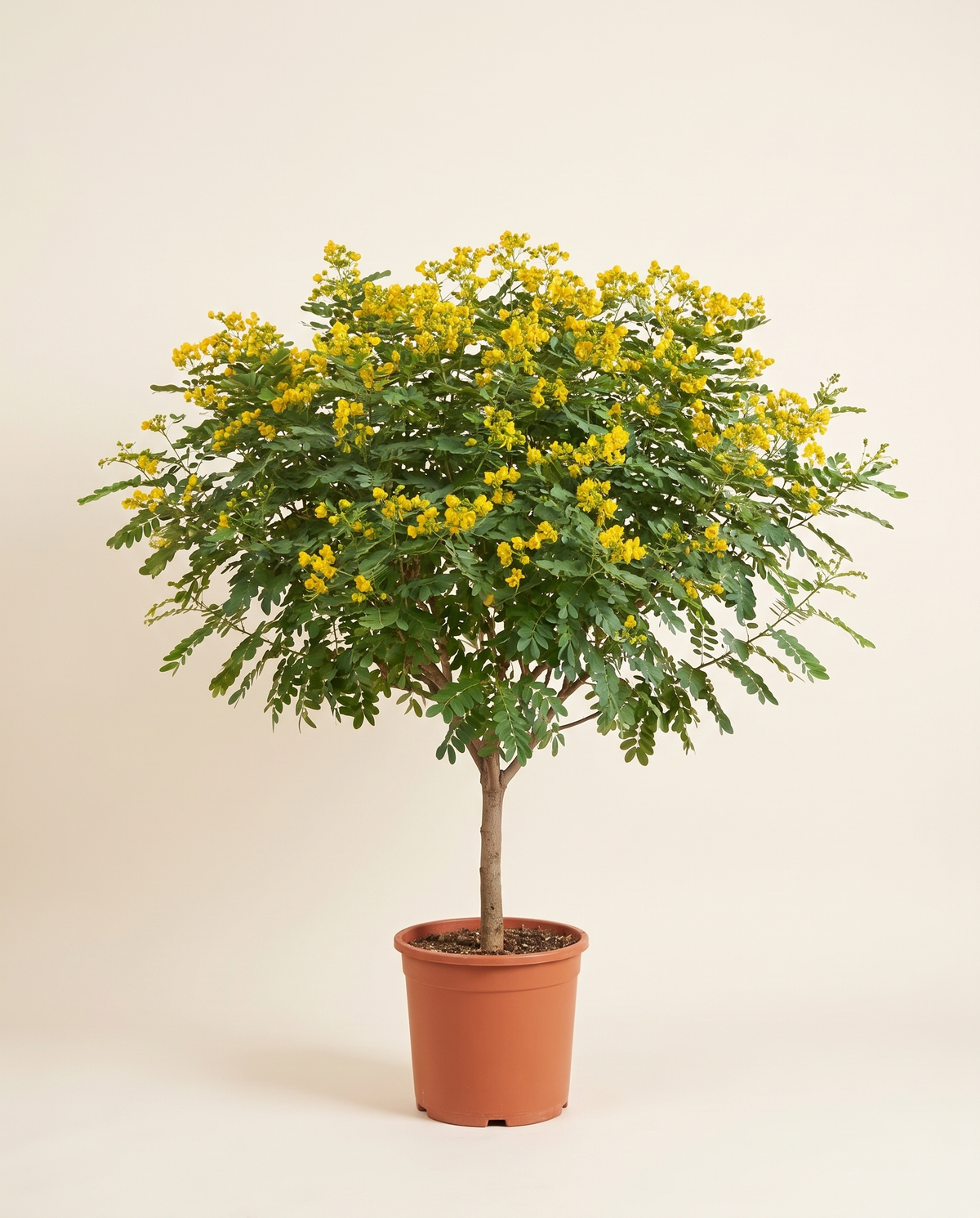 Seena tree