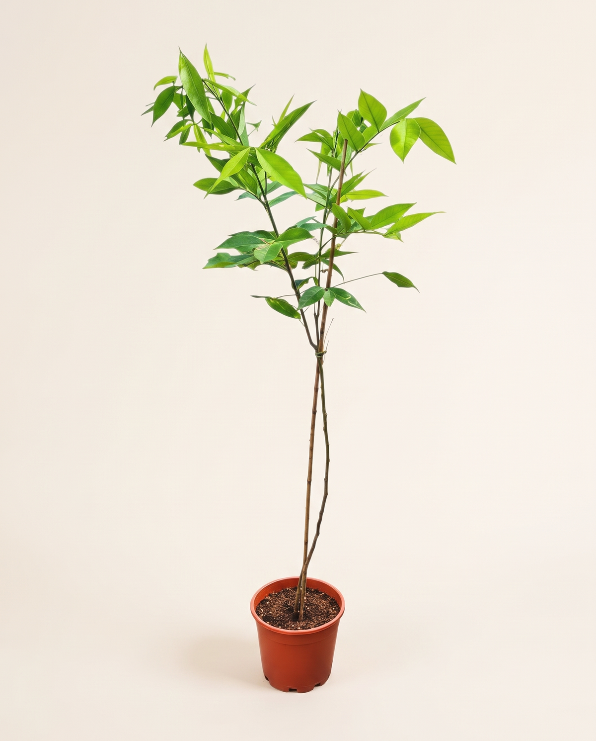 Golden shower tree شجرة المطر الذهبي