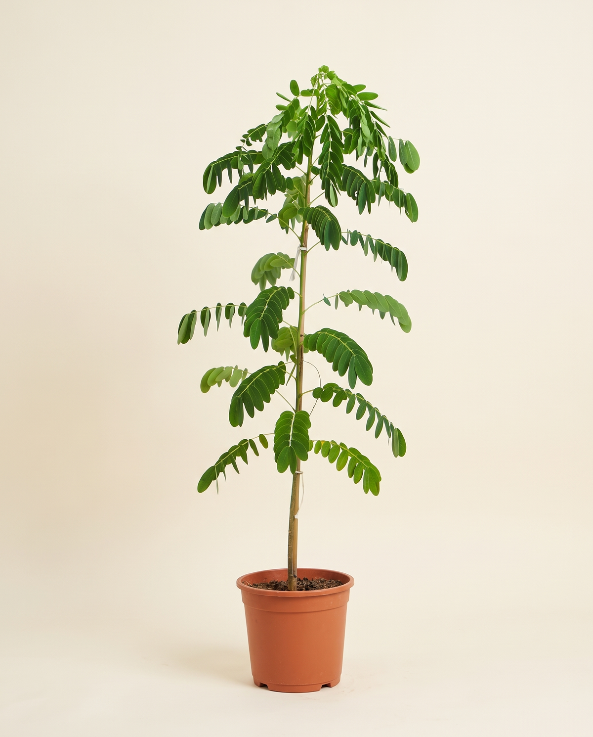 Cassia Glauca كاسيا صفراء