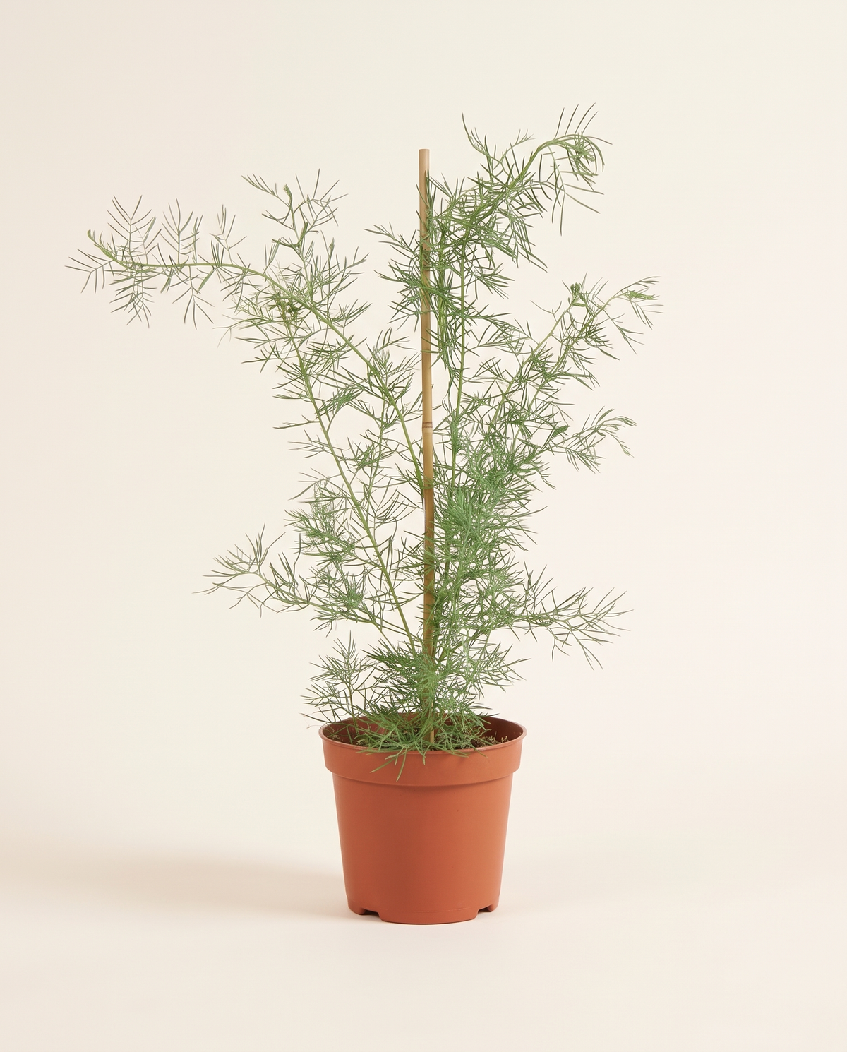 Cassia italica عشرق