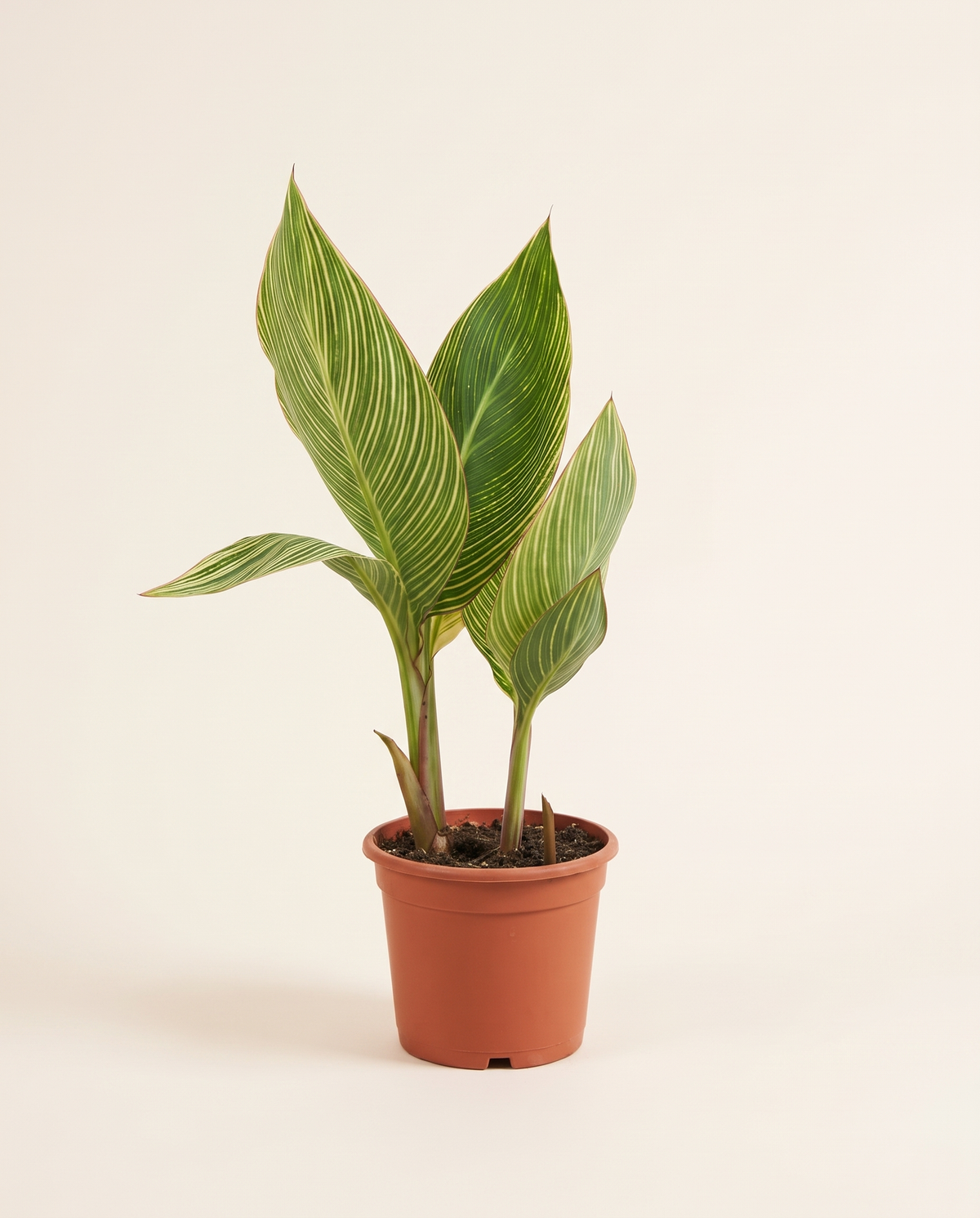 Canna variegated زنبق مبرقش