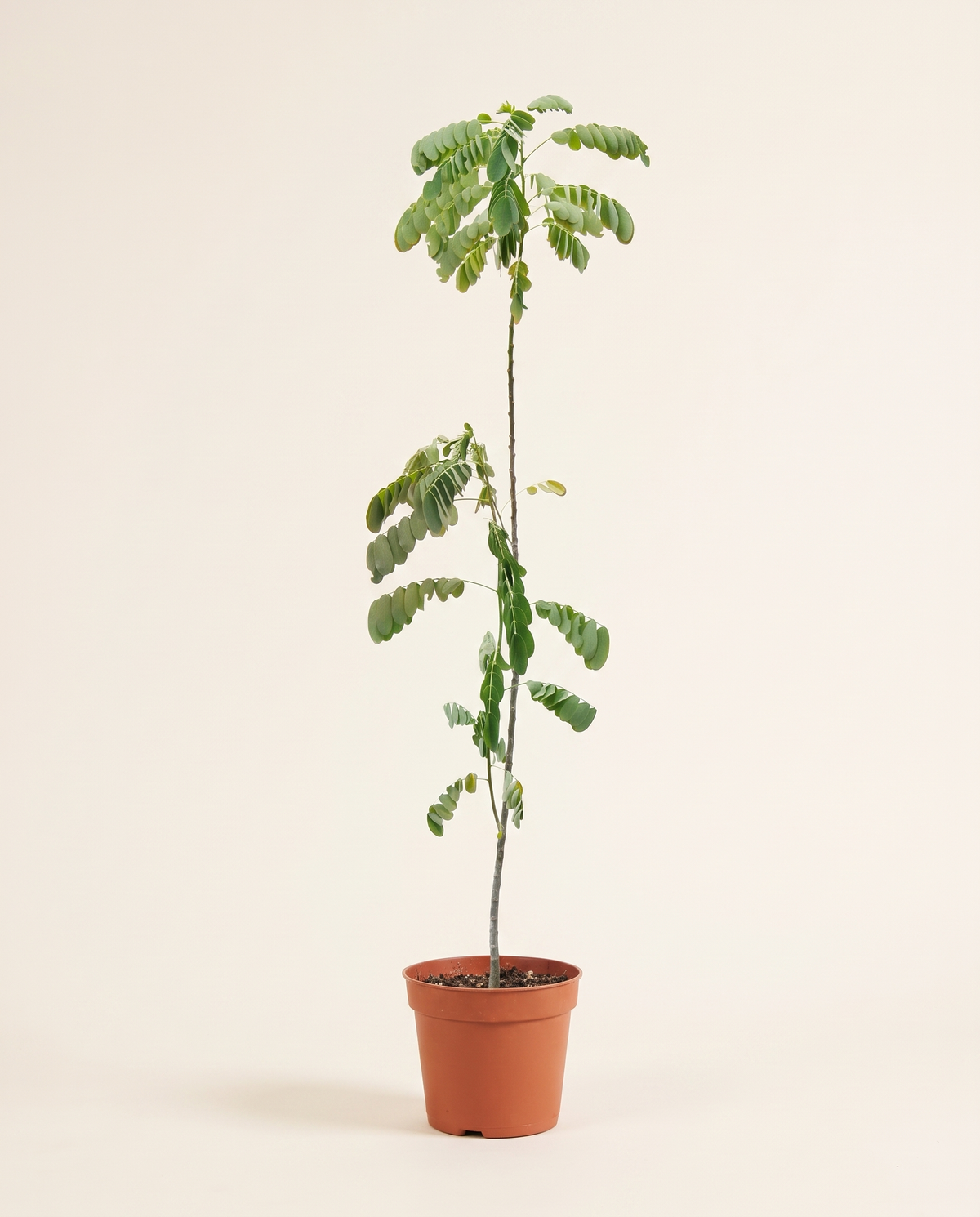 Acacia Glauca 14cm أكاسيا