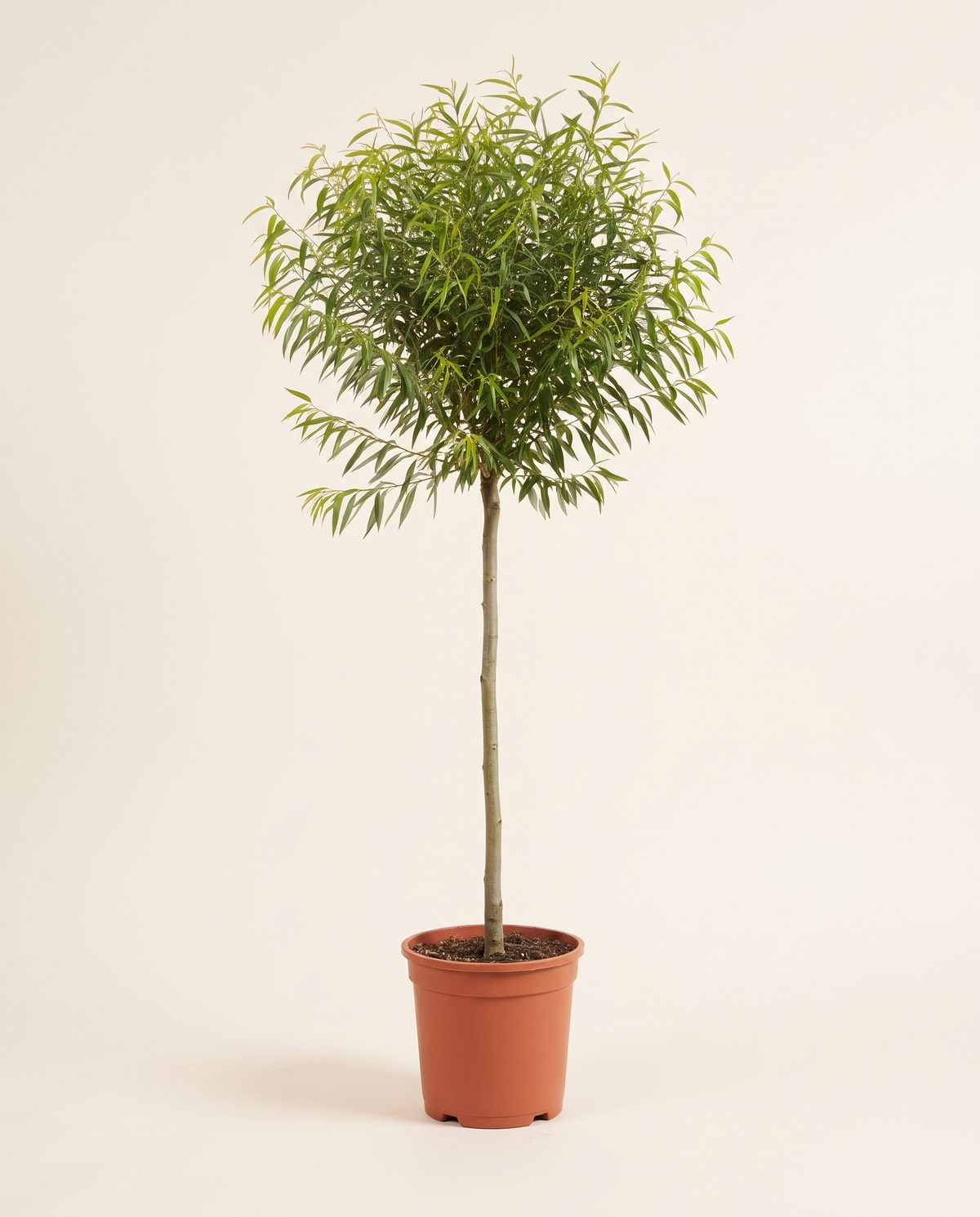 Acacia salicina Tree - Willow-leaved Wattle Tree أكاسيا