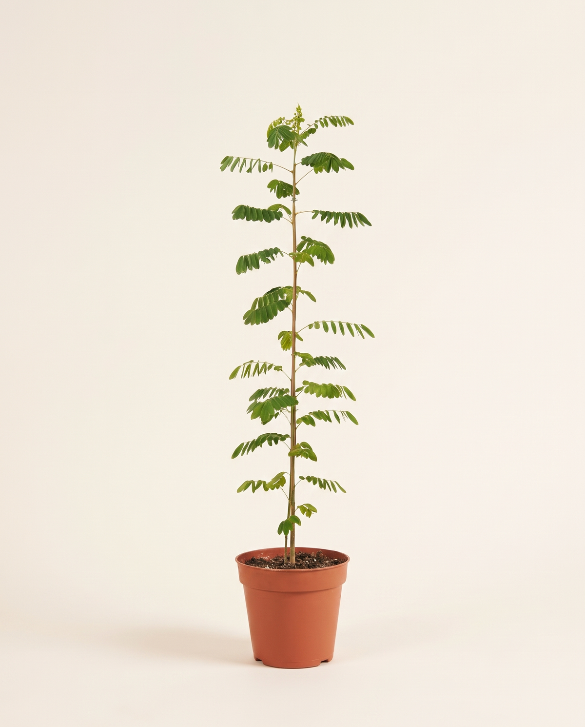 Acasia Gluca Tree