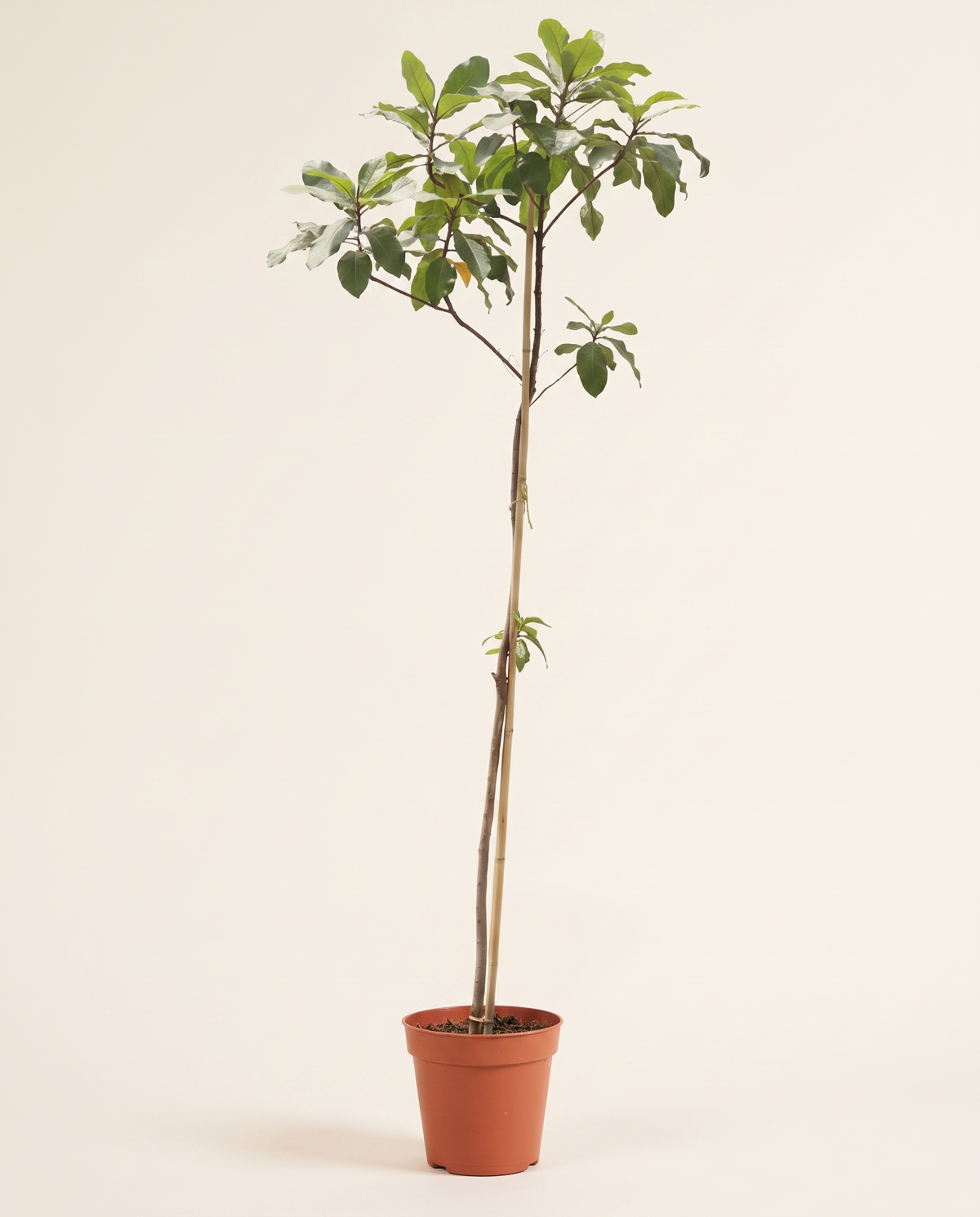 Terminalia catappa Tree — Tropical Almond Tree ترميناليا (لوز هندي)