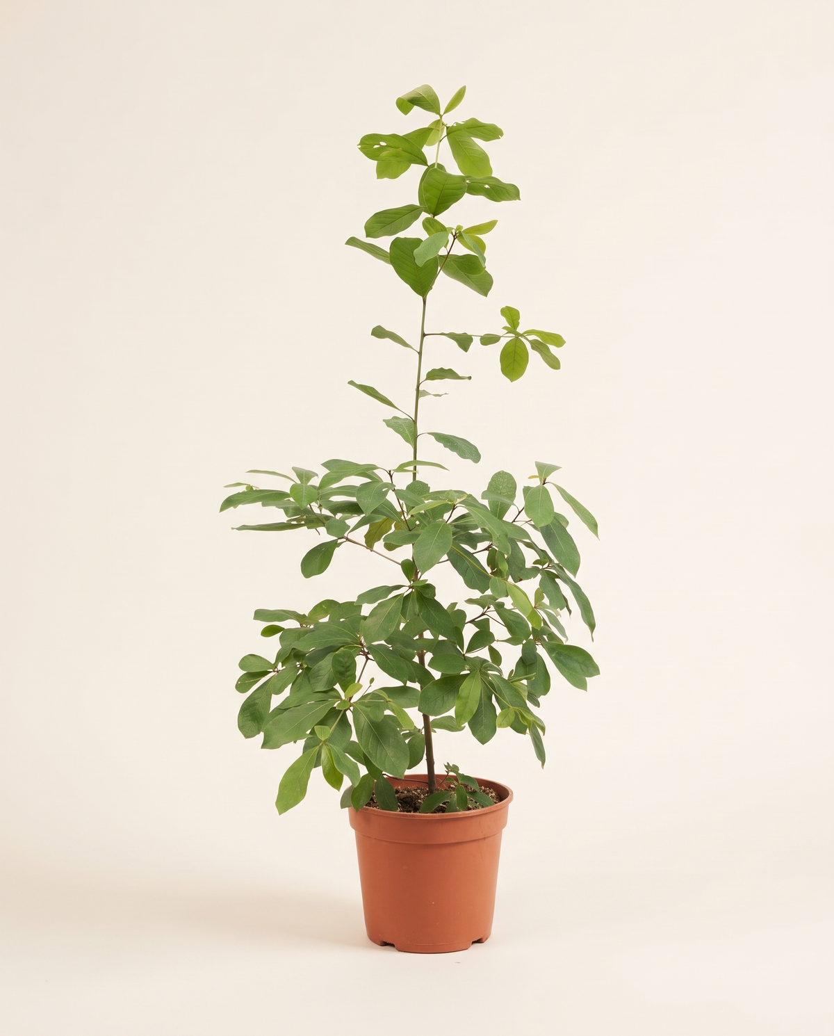 Terminalia Tomentosa 35cm ترميناليا تومنتوزا