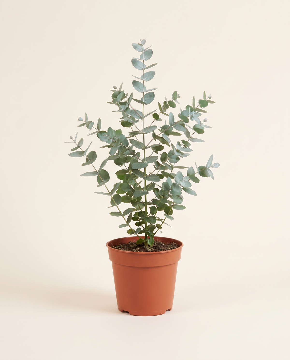 Eucalyptus كافور (أوكالبتوس)