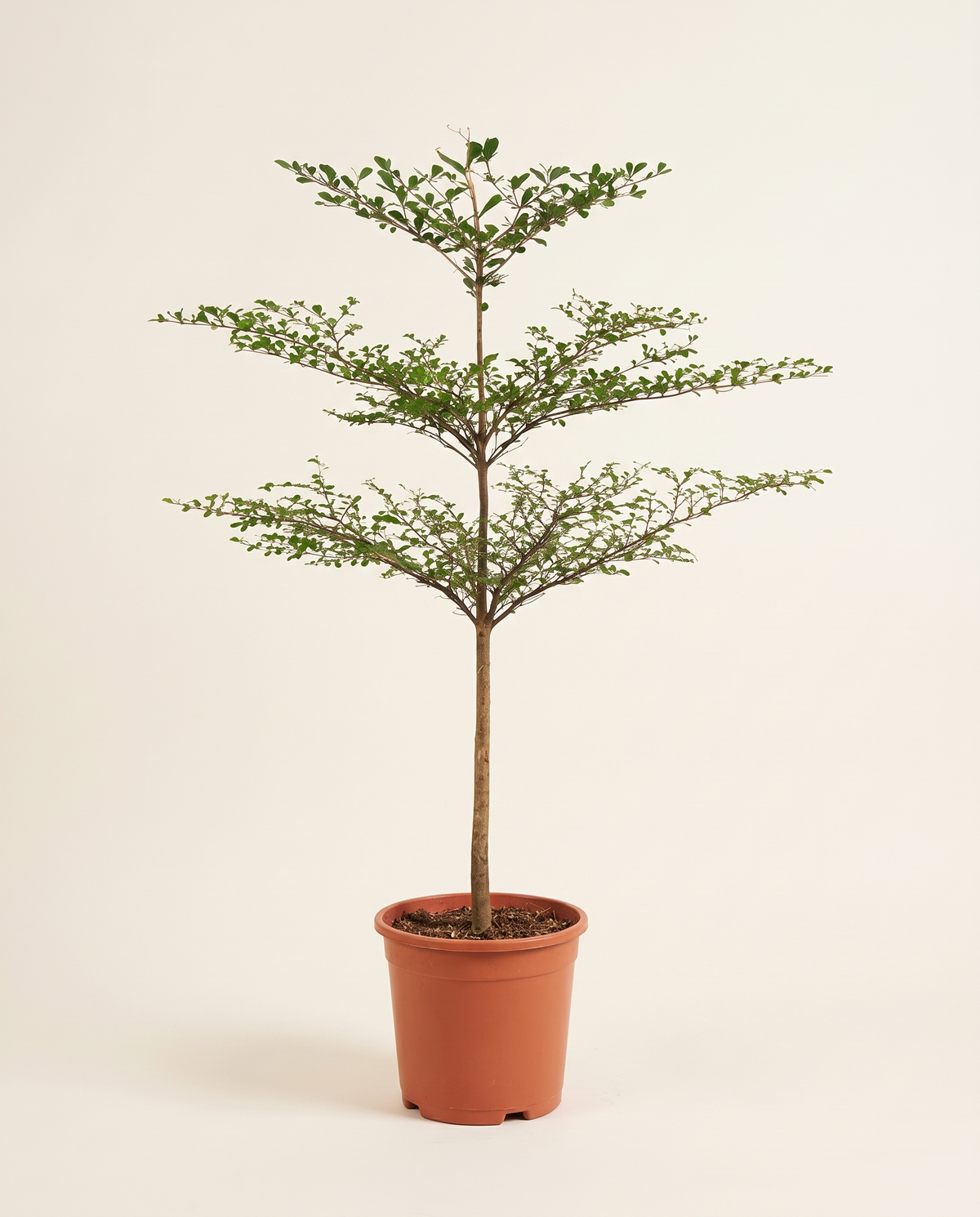 Terminalia Mantaly Tree ترميناليا مانتالي