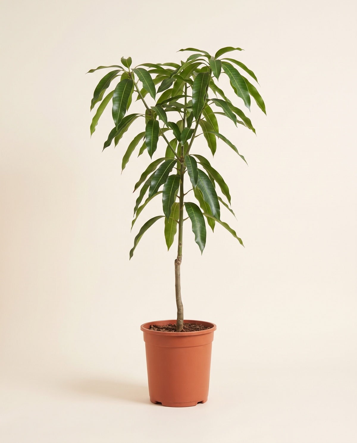 Mango 'Harumanis' Tree مانجا هورمانيس
