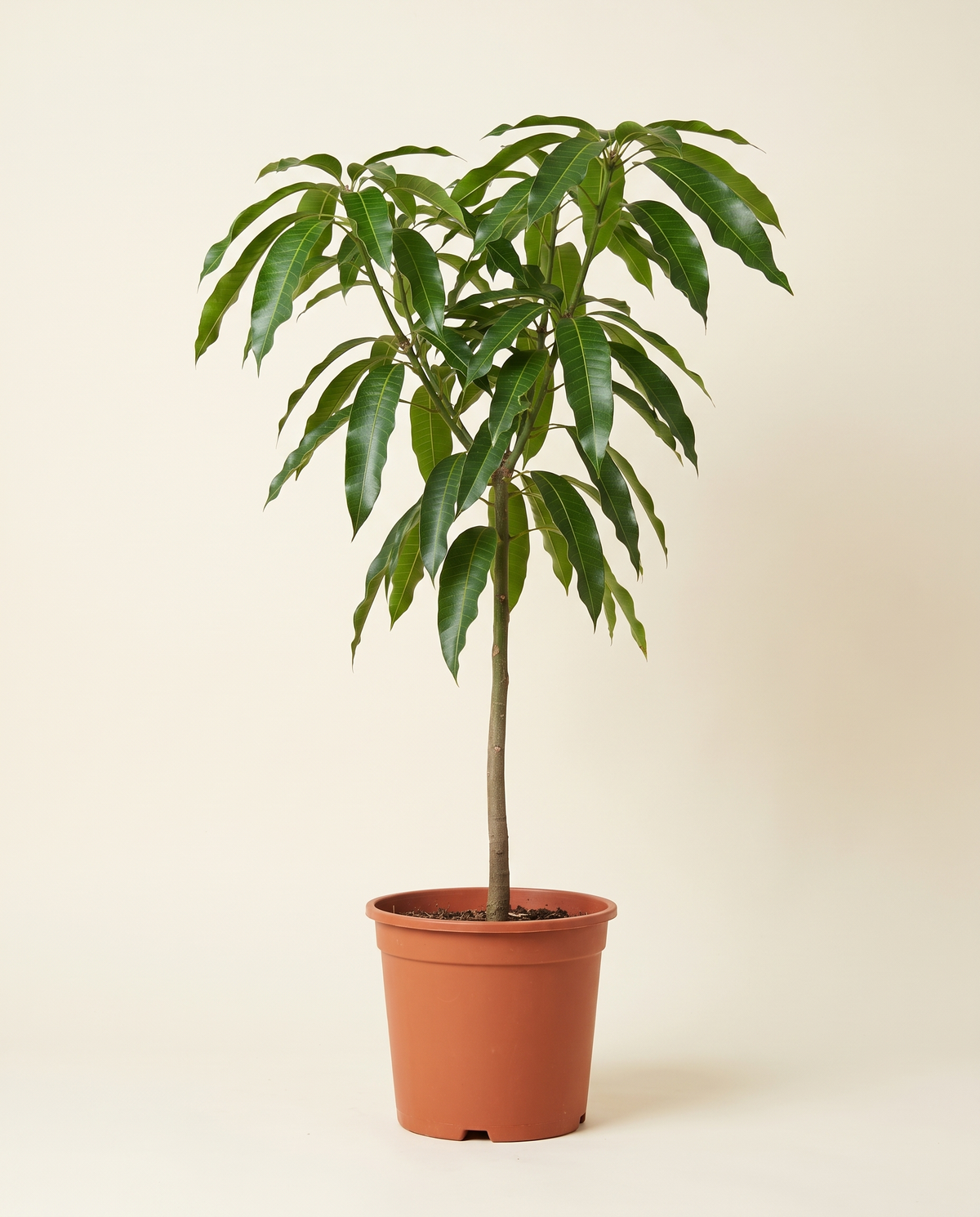 Mango 'Butter' Tree مانجا الزبدة