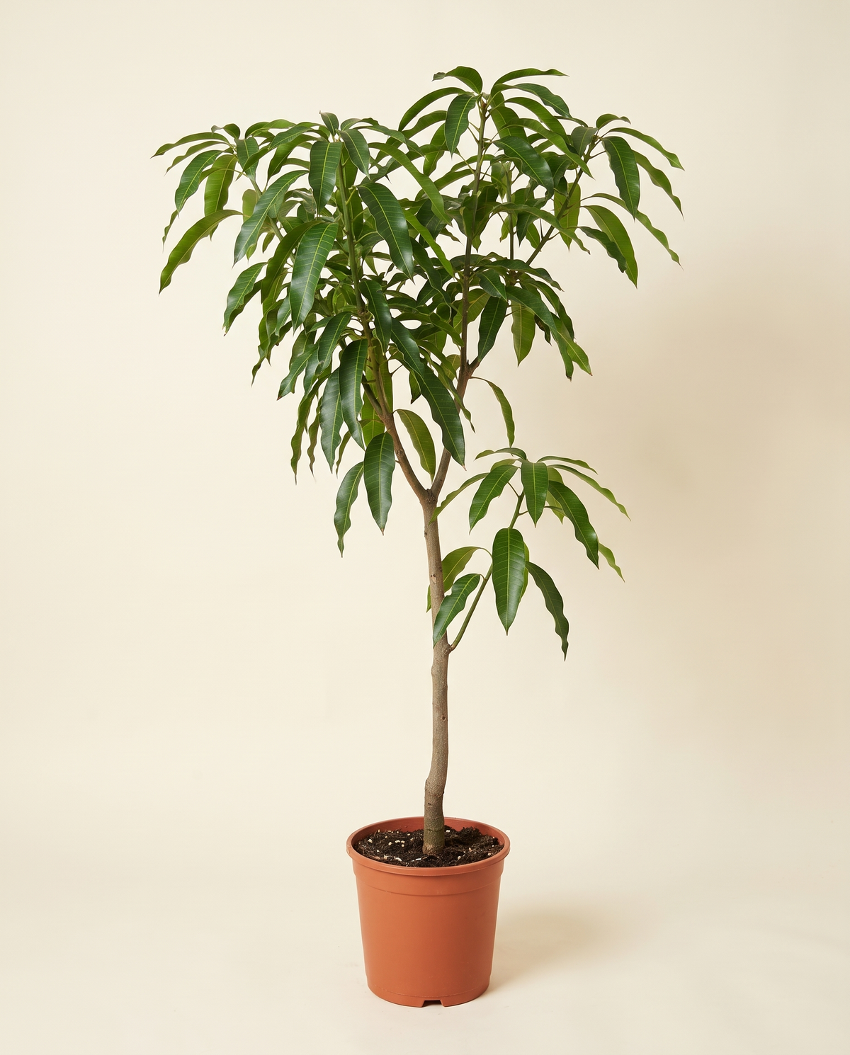 Mango 'Manalagi' Tree مانجا سيمانلاجي