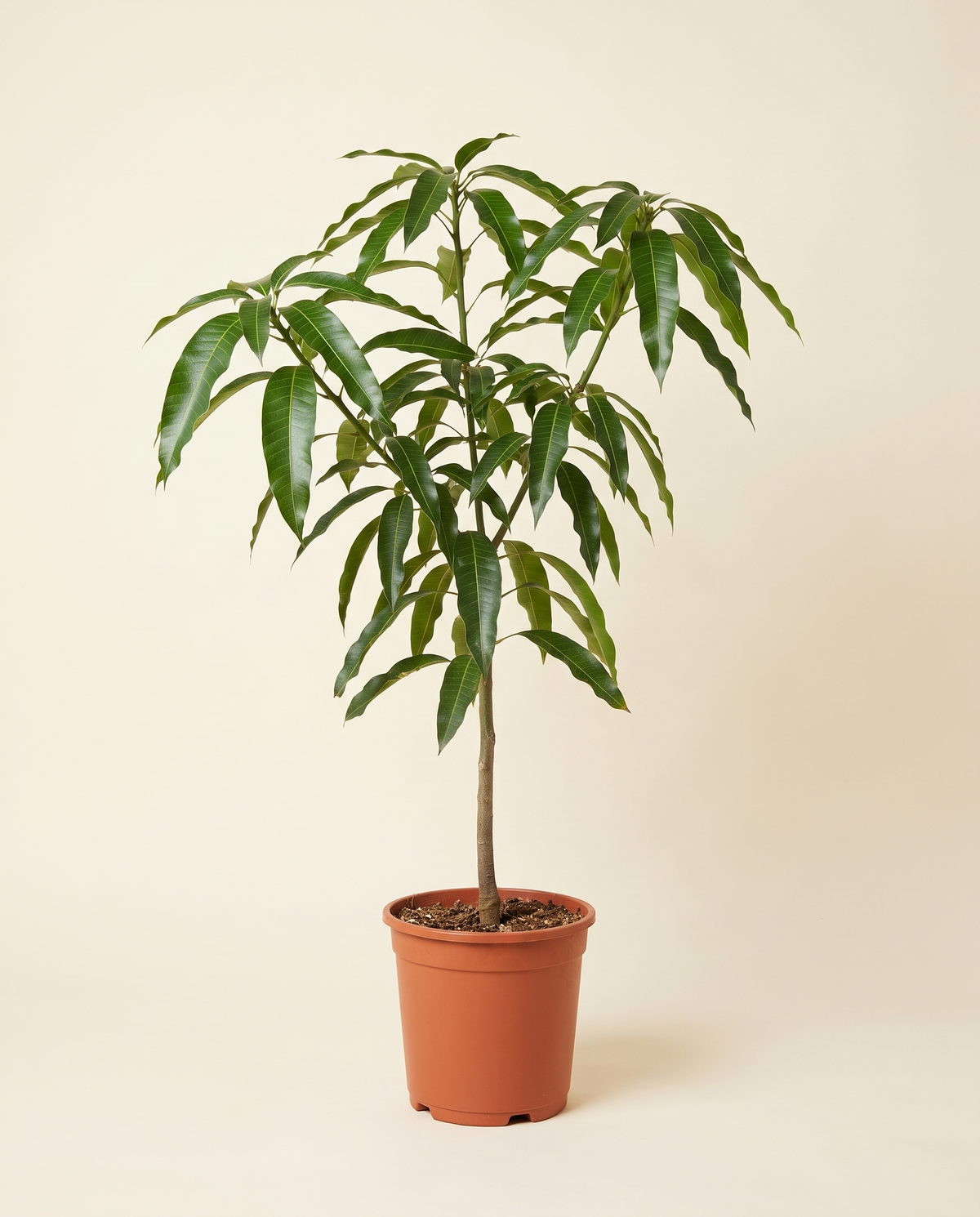 Mango 'Golden' Tree مانجا جولدن