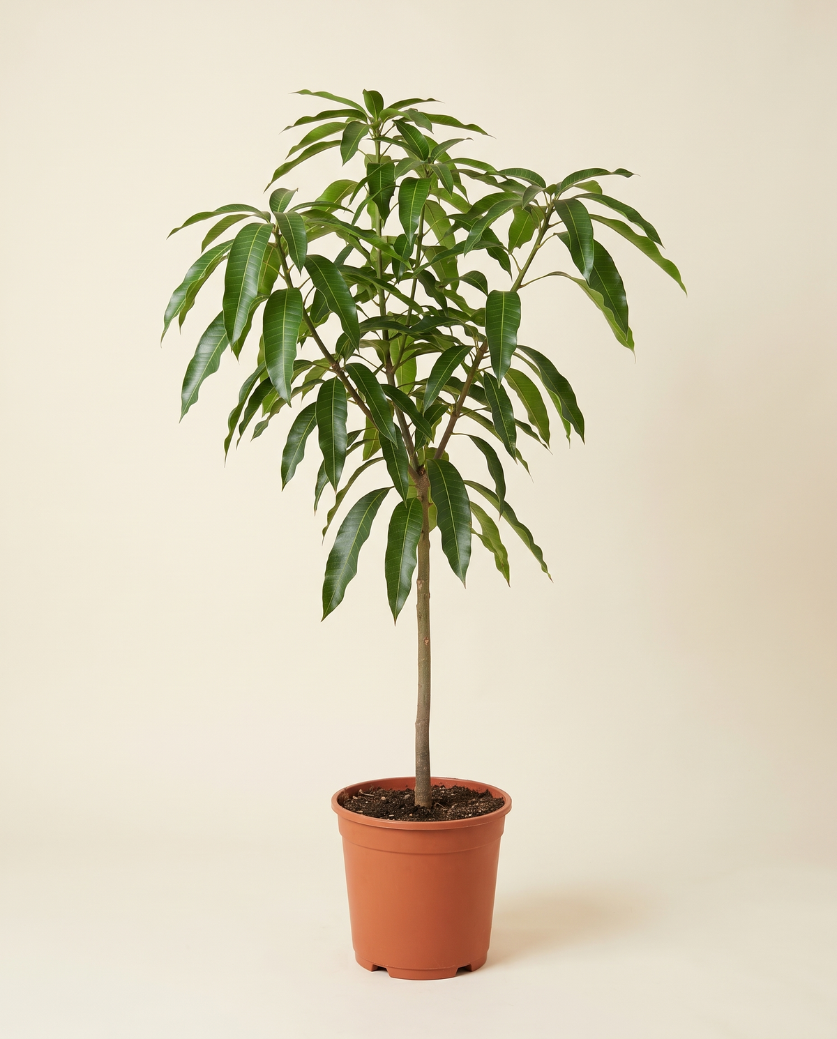 Mango 'Chok Anan' Tree مانجا تشوك انان