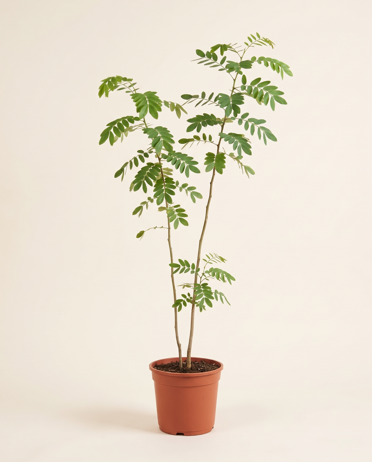 Cassia Arabica 25cm كاسيا