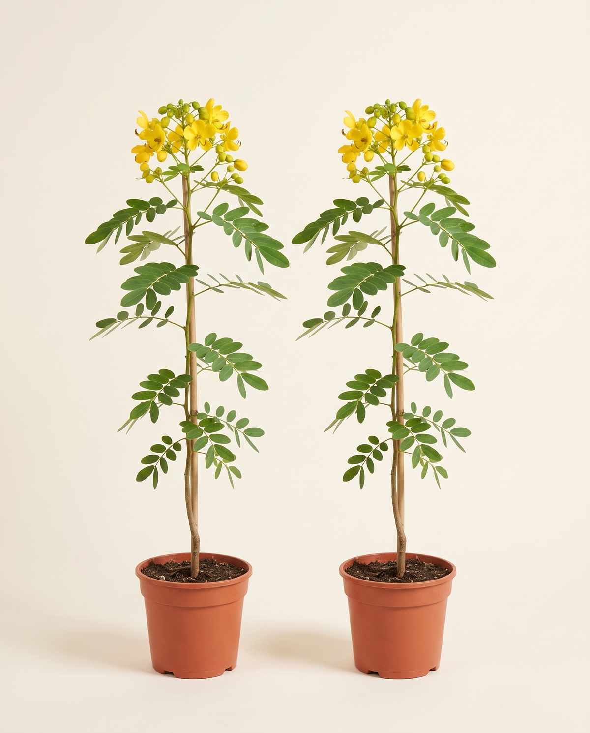 Cassia Glauca 2 Pcs كاسيا