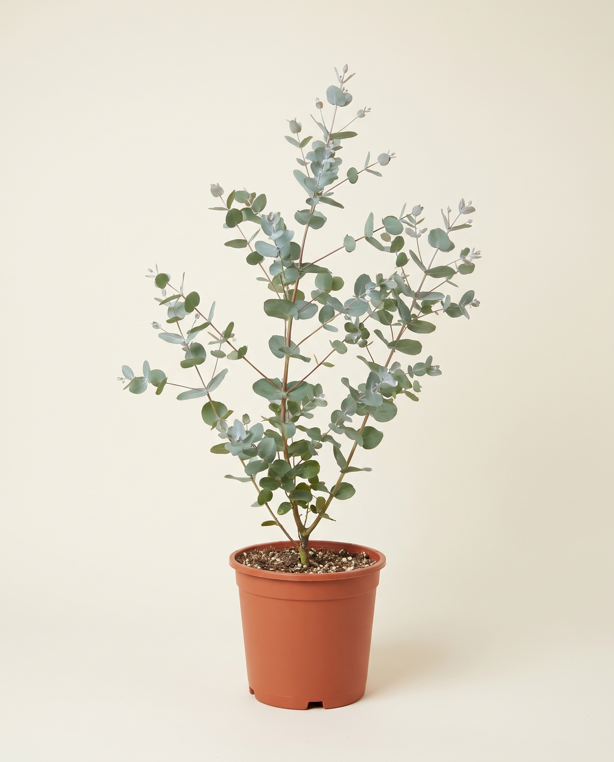 Eucalyptus Tree (Eucalyptus sp.) 30 cm Pot كينا (كافور)