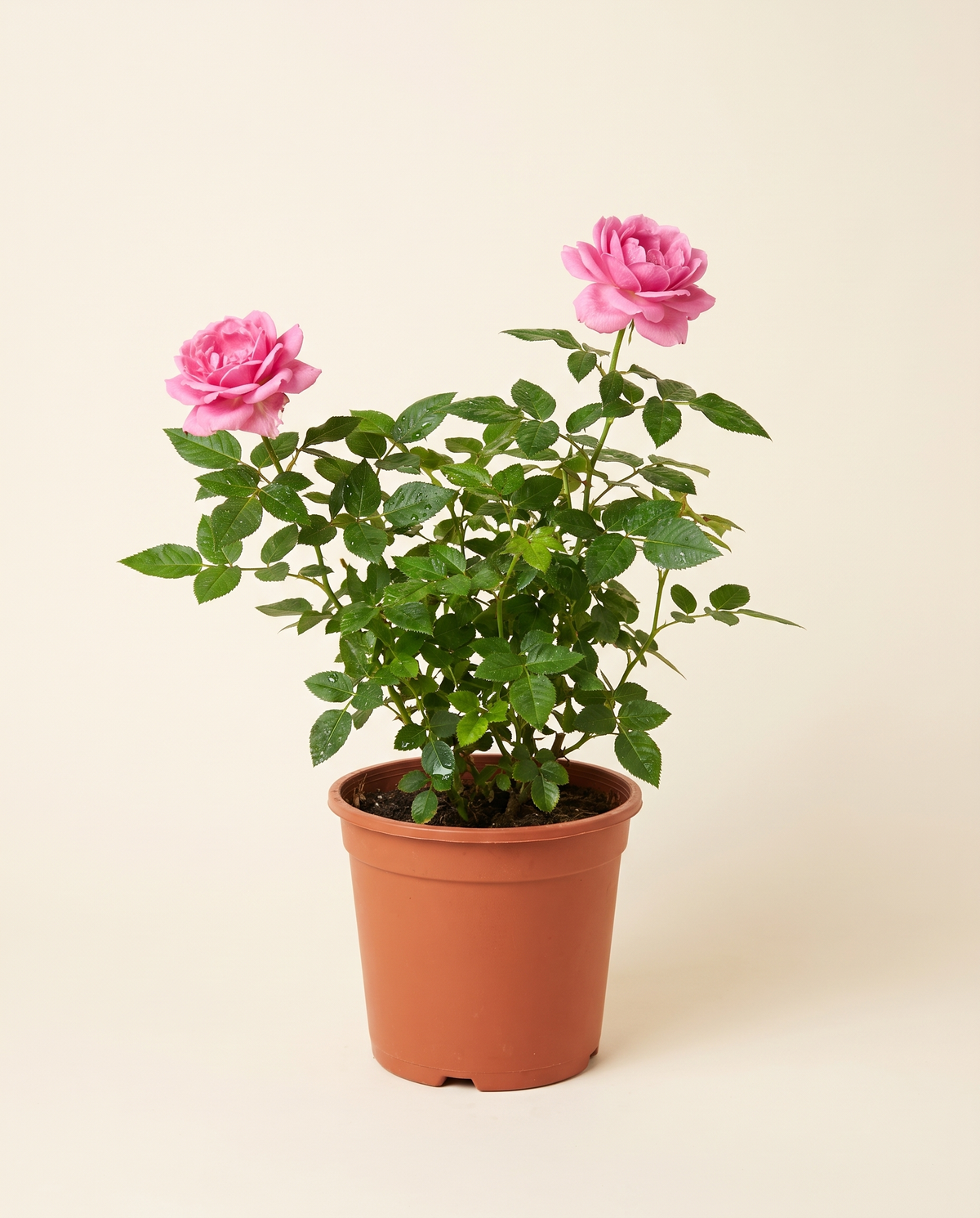 American Rose ورد