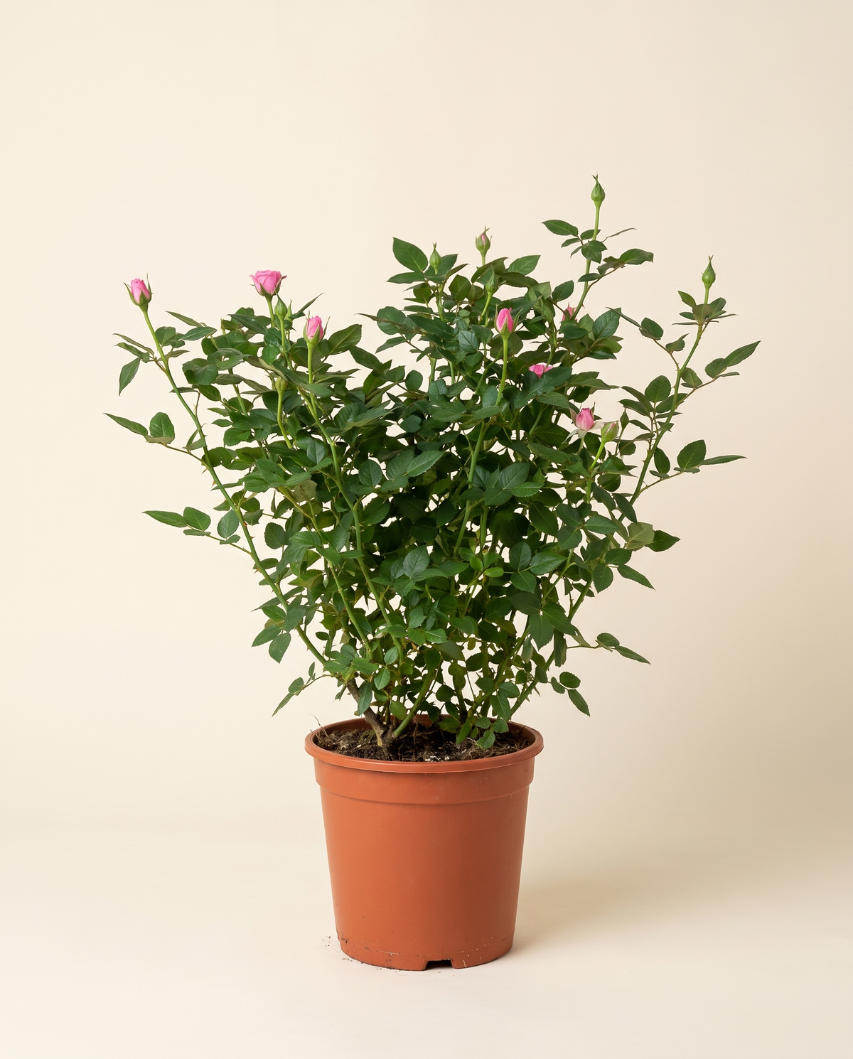 Babe Roses 25cm ورد