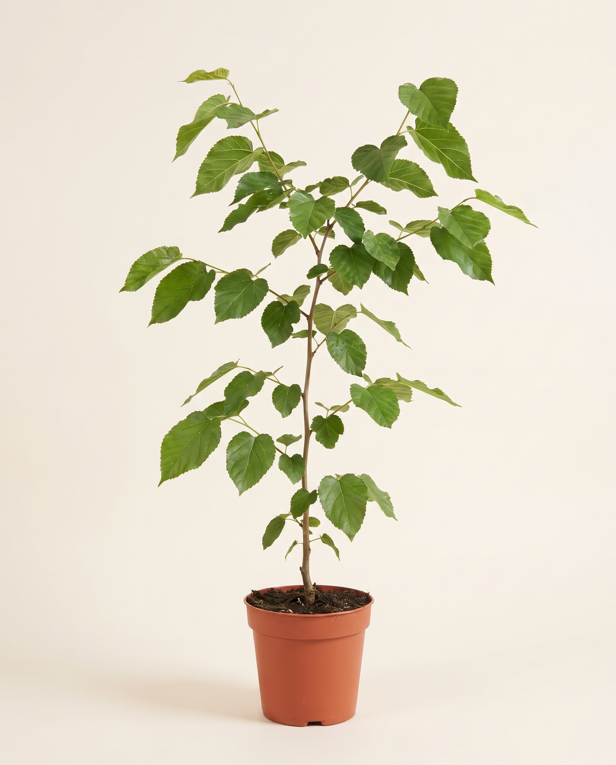 Morus Macroura / White Not Grafted توت