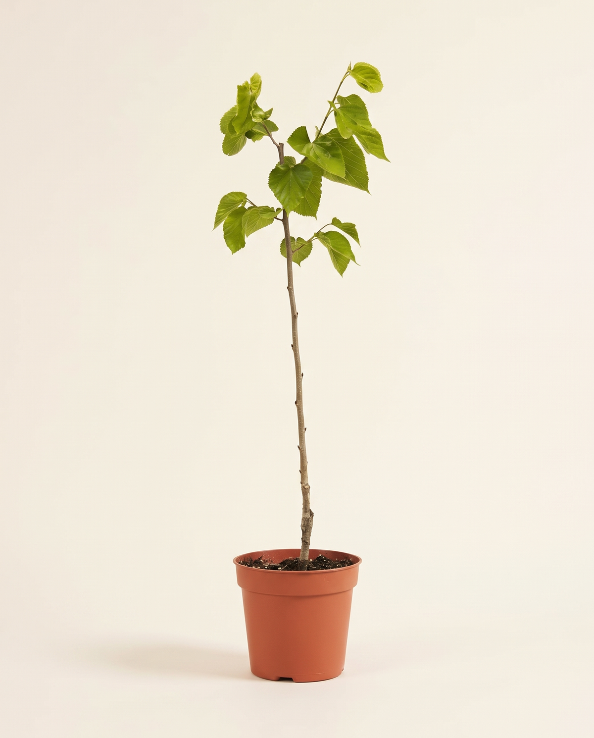 Morus Macroura(Mulberry Black) 25cm توت