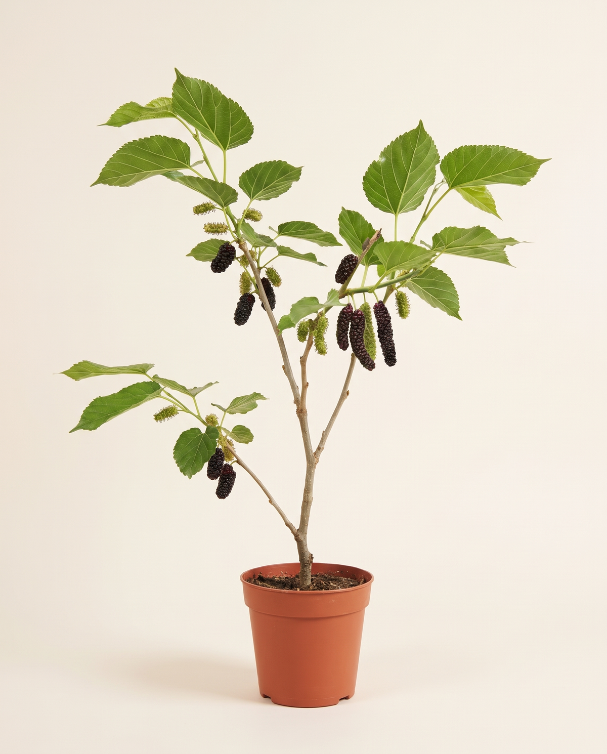 Black Mulberry 'Morus Niagara' Tree شجرة توت أسود مورس نياغرا