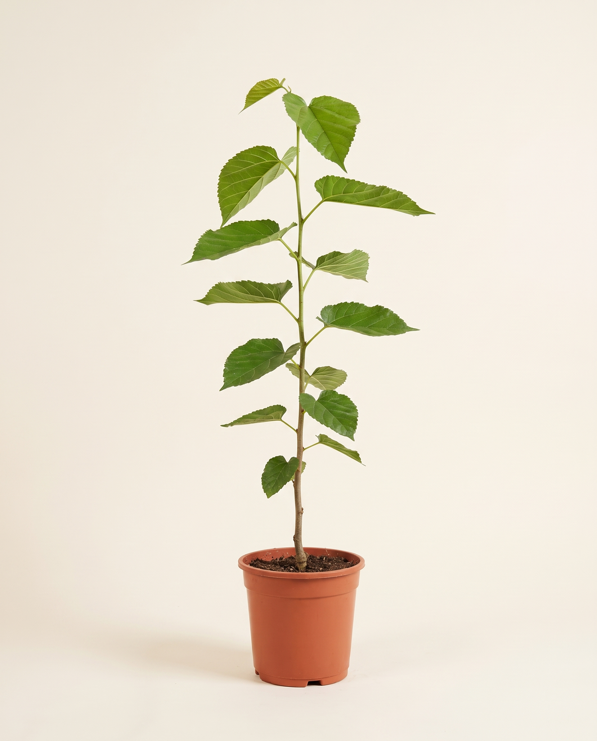 Red Mulberry Tree شجرة توت أحمر
