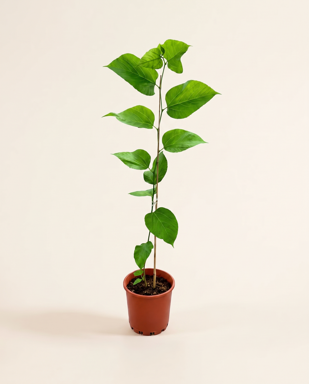 American red mulberry tall توت امريكي احمر