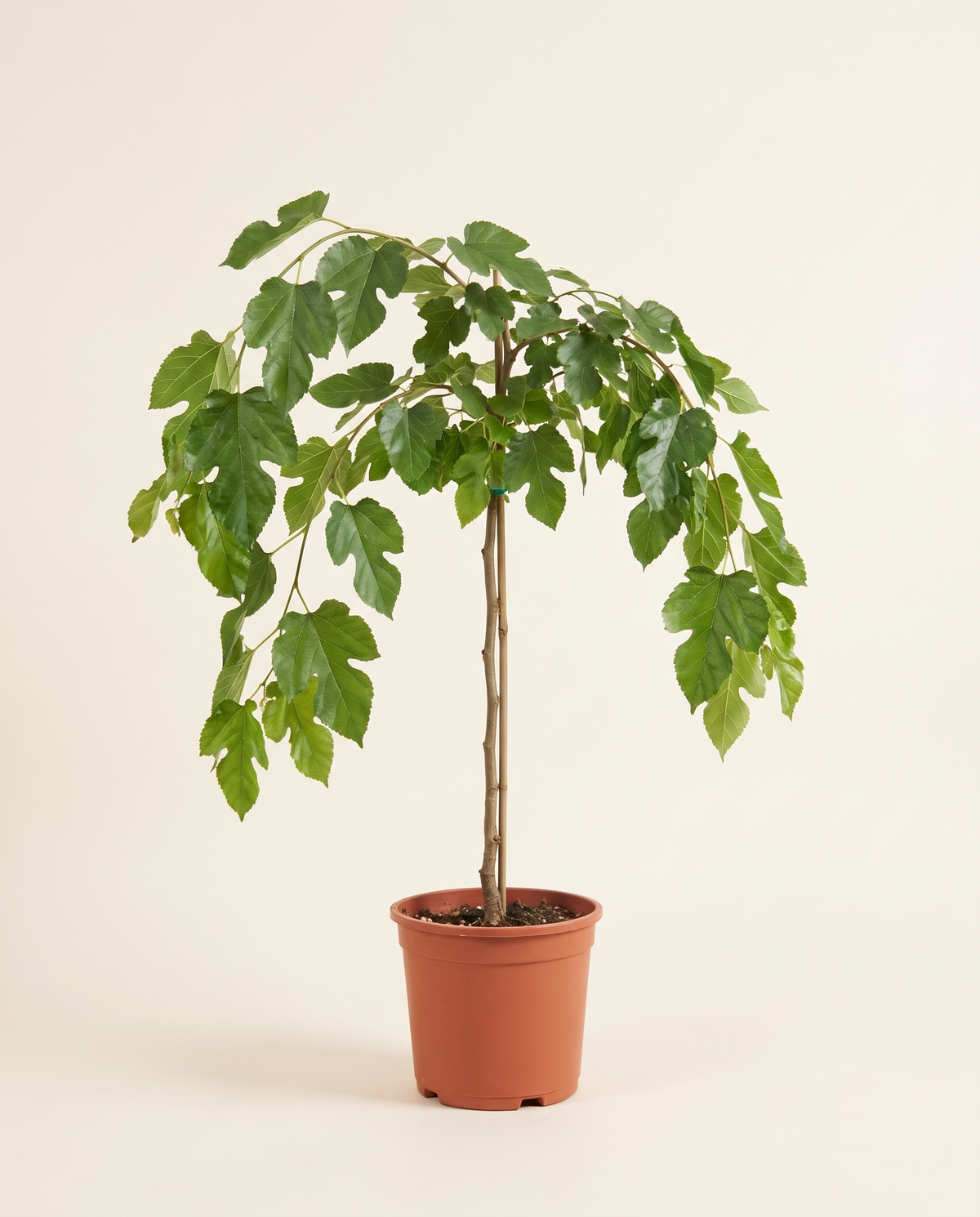 Morus Macroura(Mulberry White) 35cm توت